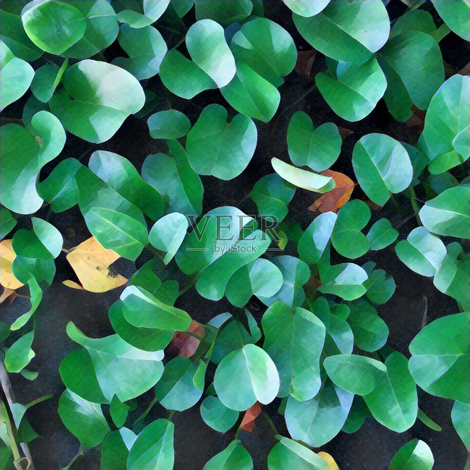 地上的树叶丛生。自然的模式。树叶装饰地球日照片摄影图片