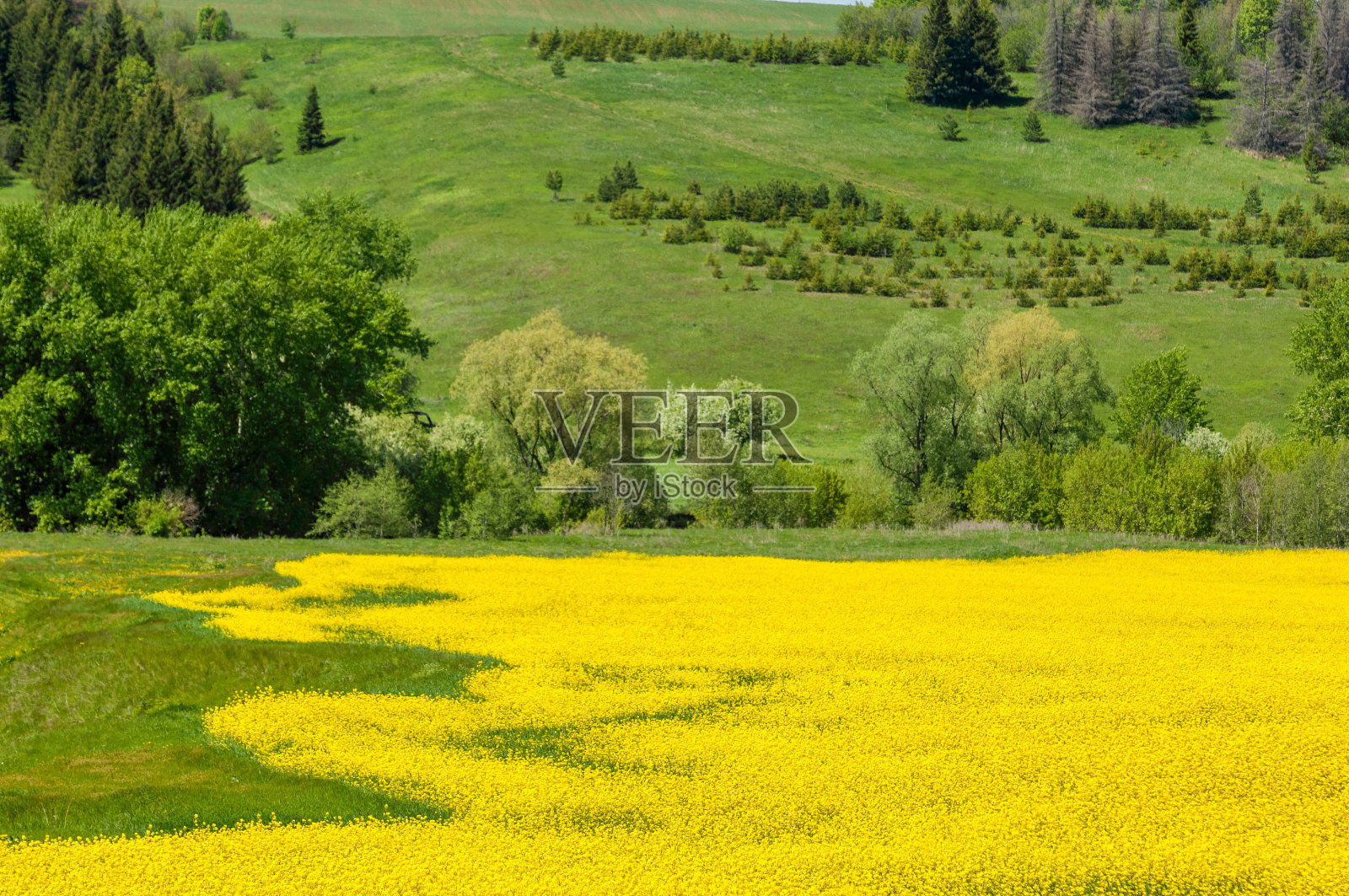大油菜田鸟瞰图。照片摄影图片