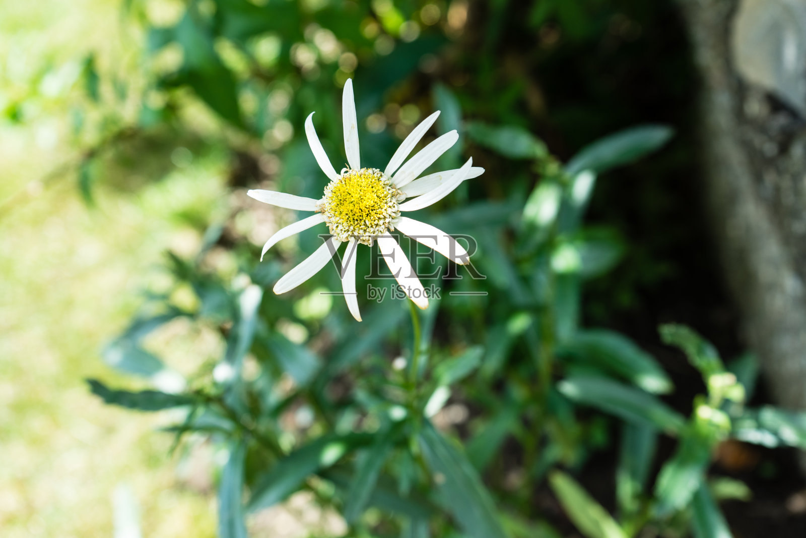 白色的花，有小叶子照片摄影图片
