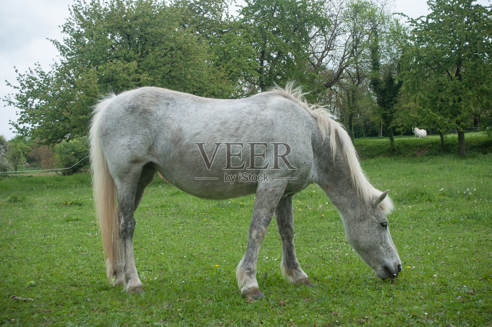 灰马在草地上吃草照片摄影图片