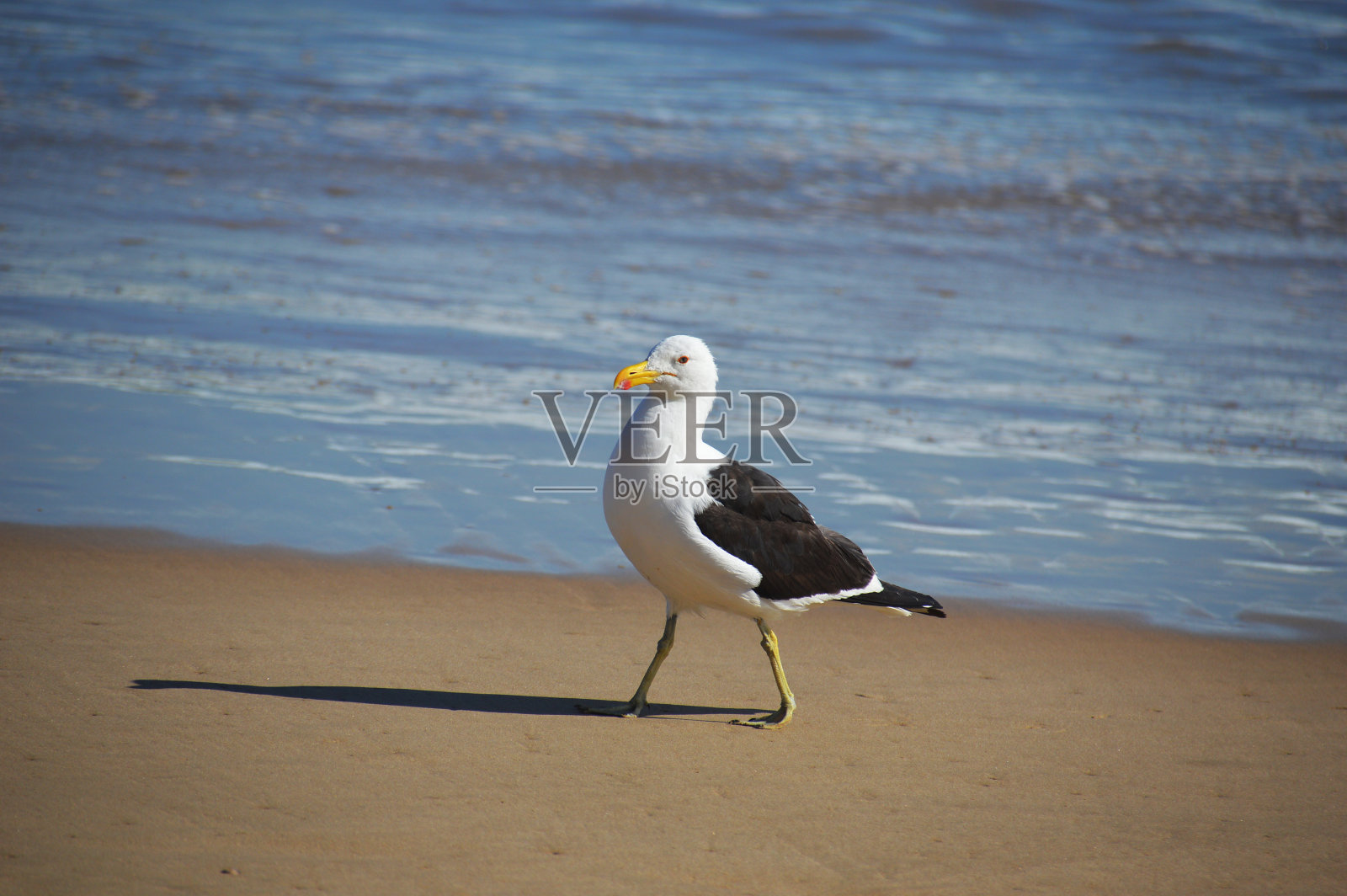 海鸥在海滩上散步照片摄影图片