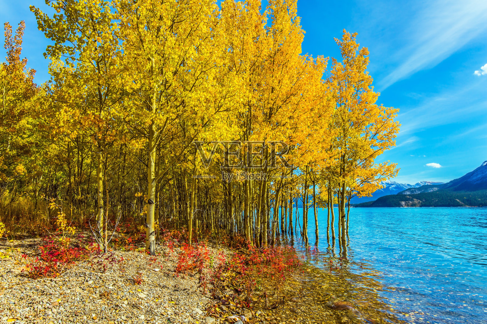 被洪水淹没的沿海桦树照片摄影图片