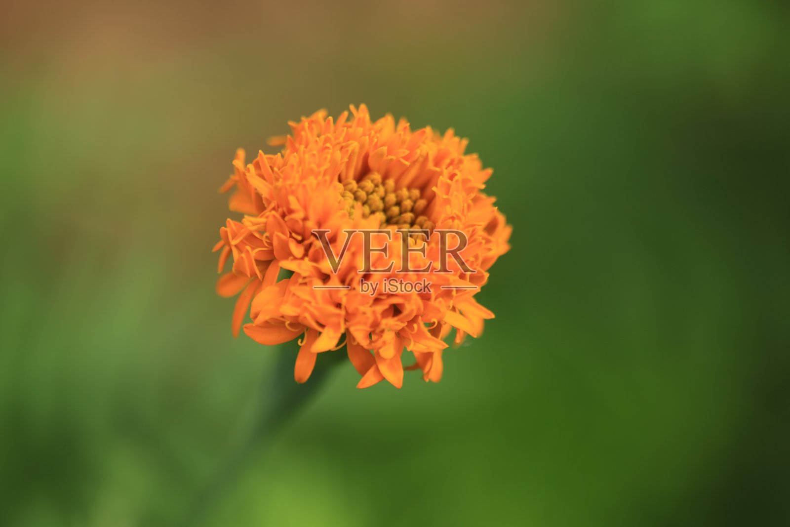 金盏花照片摄影图片