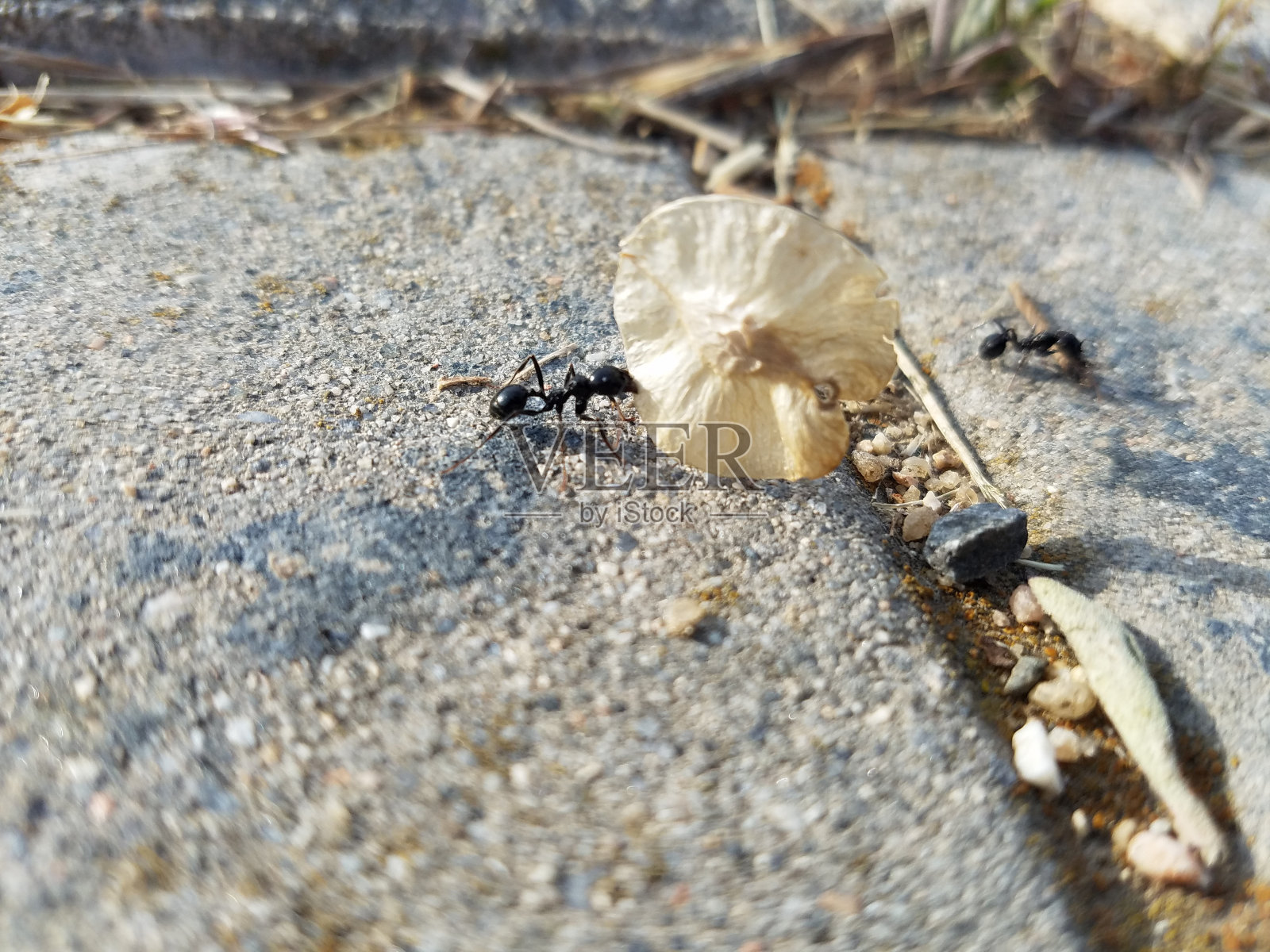 蚂蚁照片摄影图片