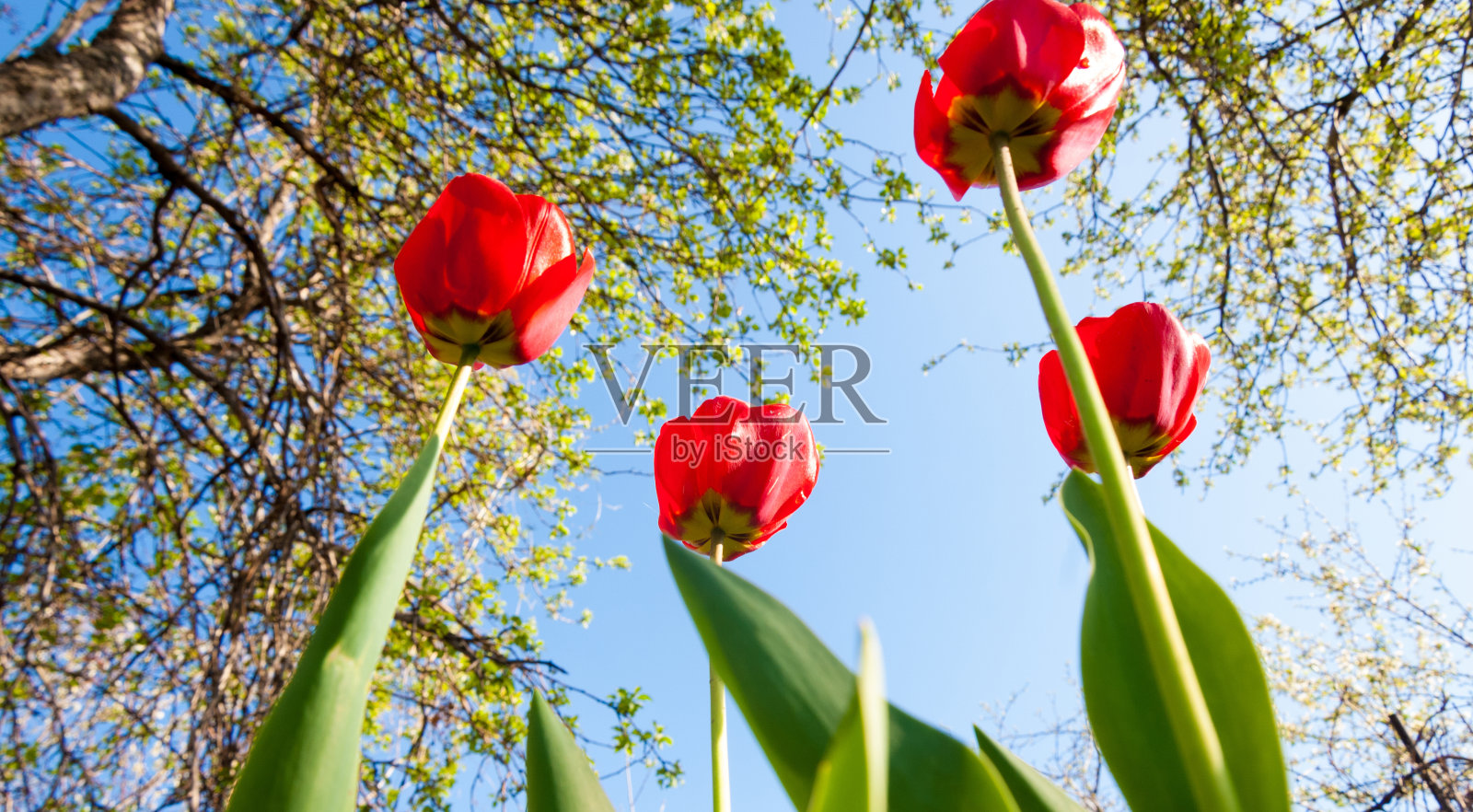 郁金香照片摄影图片