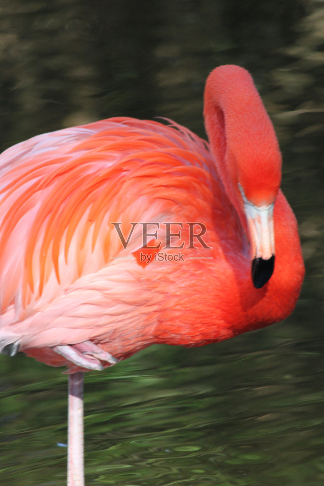 火烈鸟鸟照片摄影图片