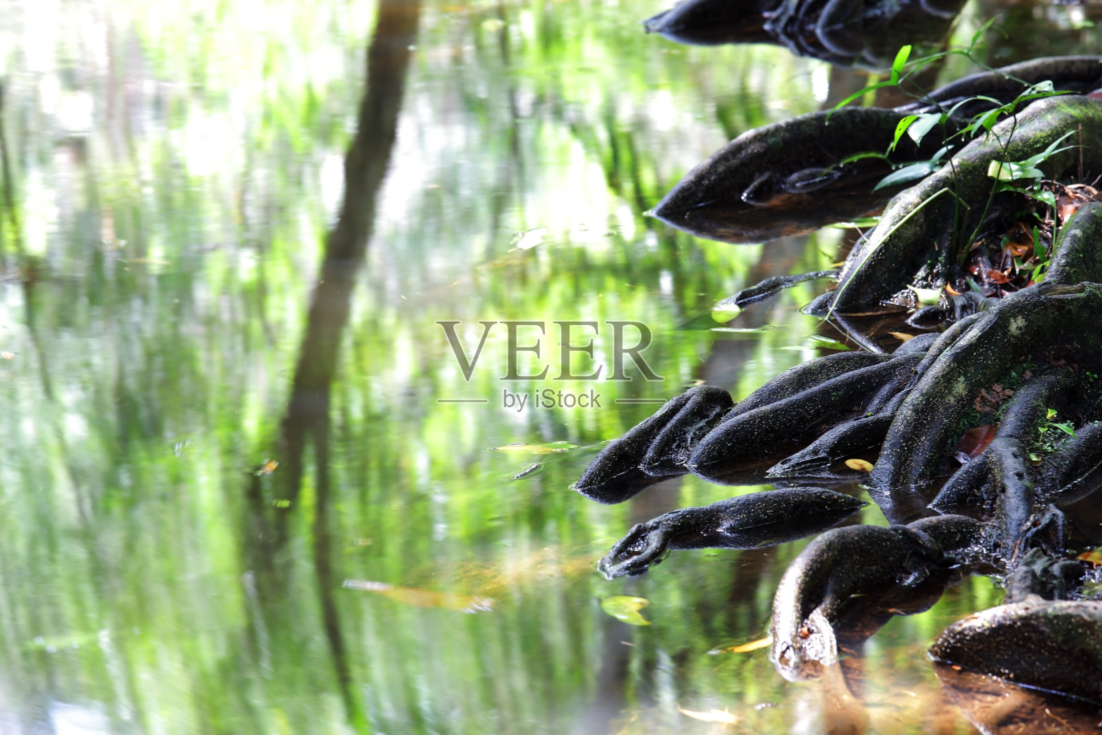 春绿林，根树映湖照片摄影图片