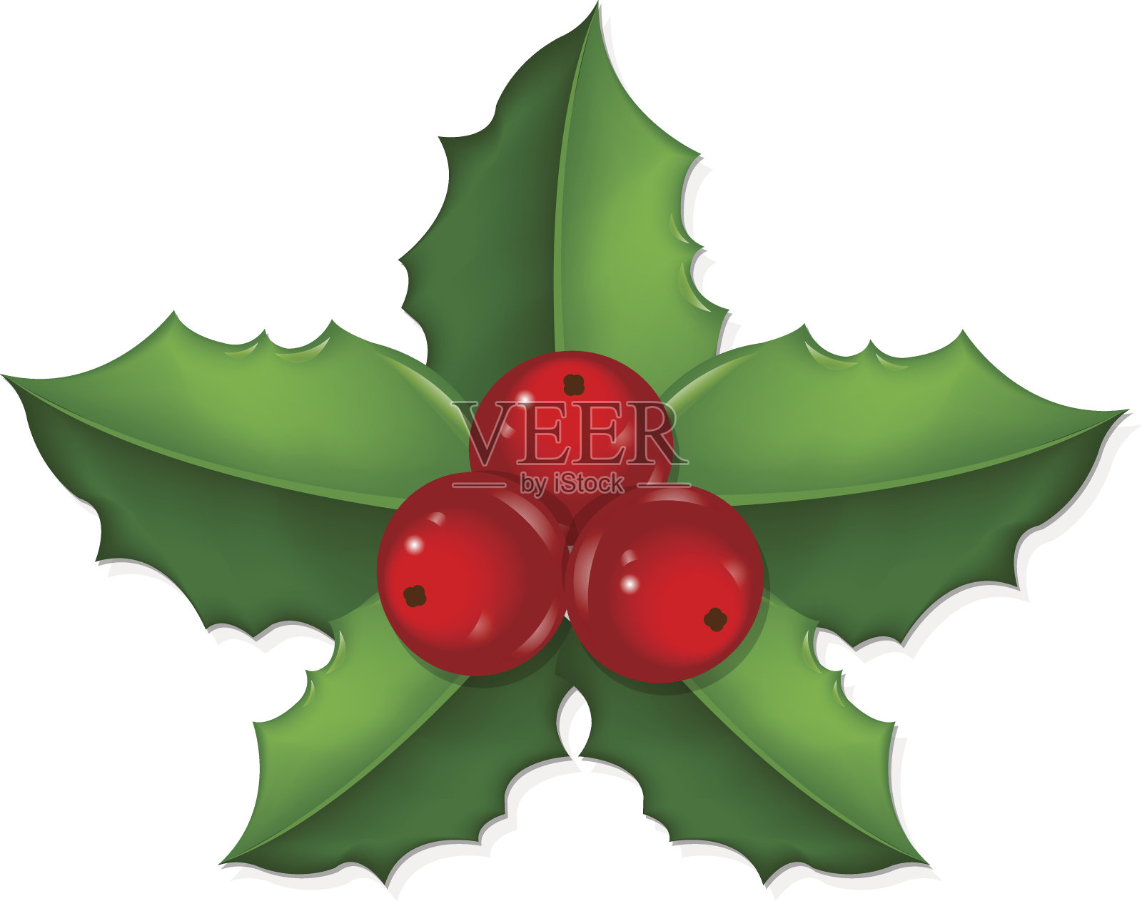 圣诞冬青浆果插画图片素材