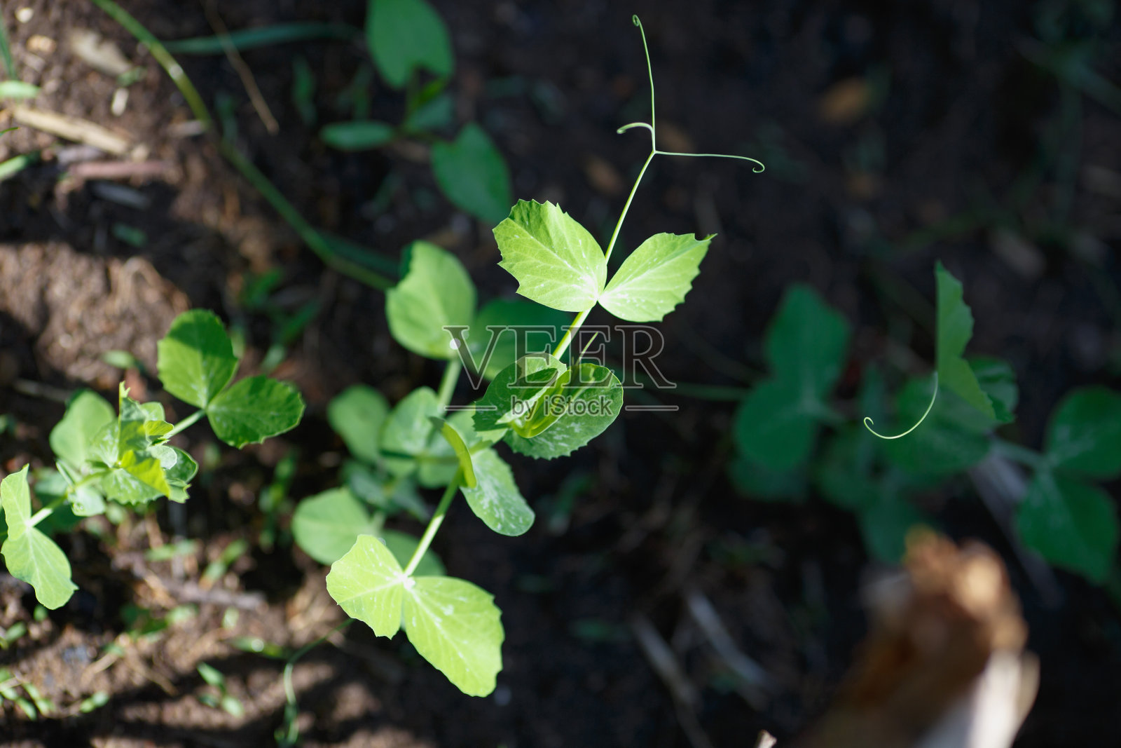 豌豆芽照片摄影图片