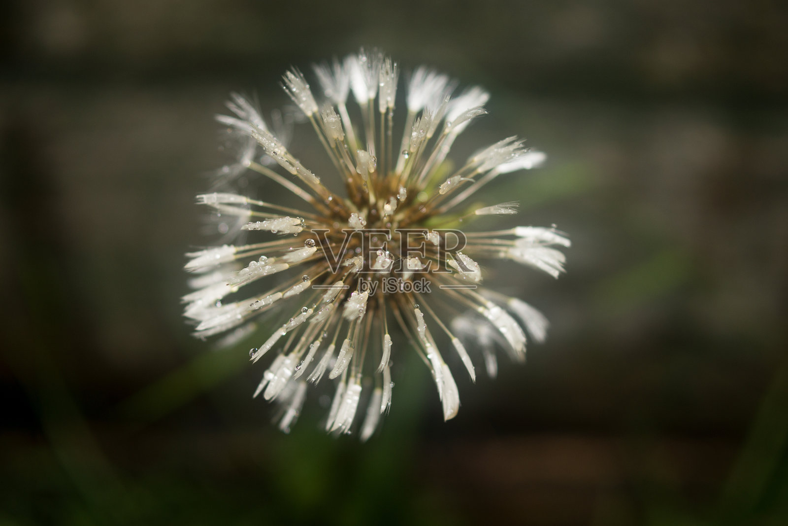 雨中的时光照片摄影图片