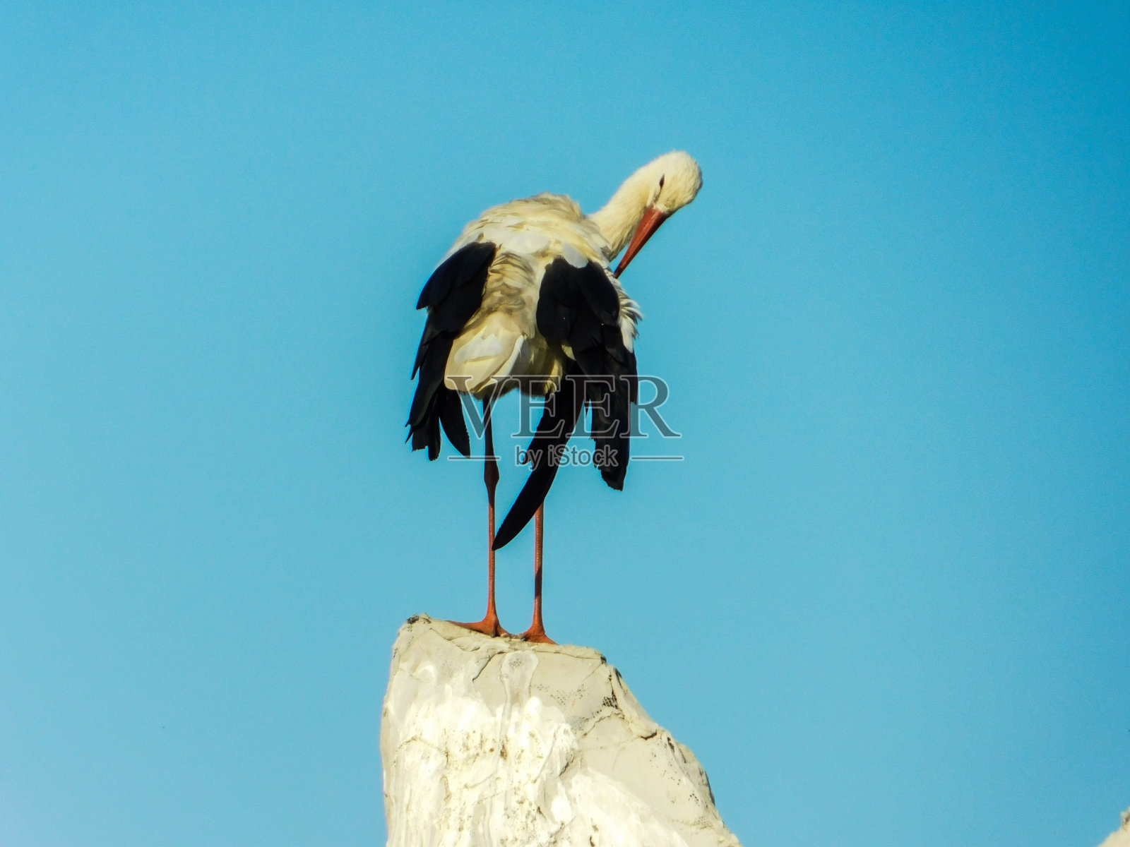 鹳照片摄影图片