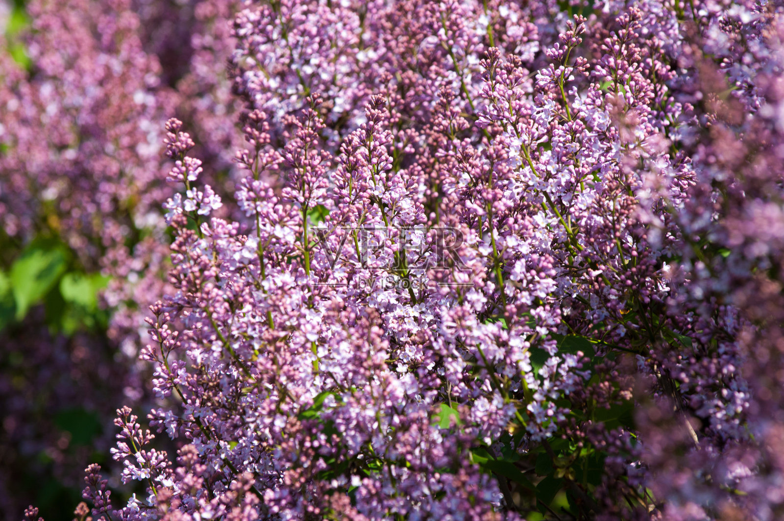 布什淡紫色照片摄影图片