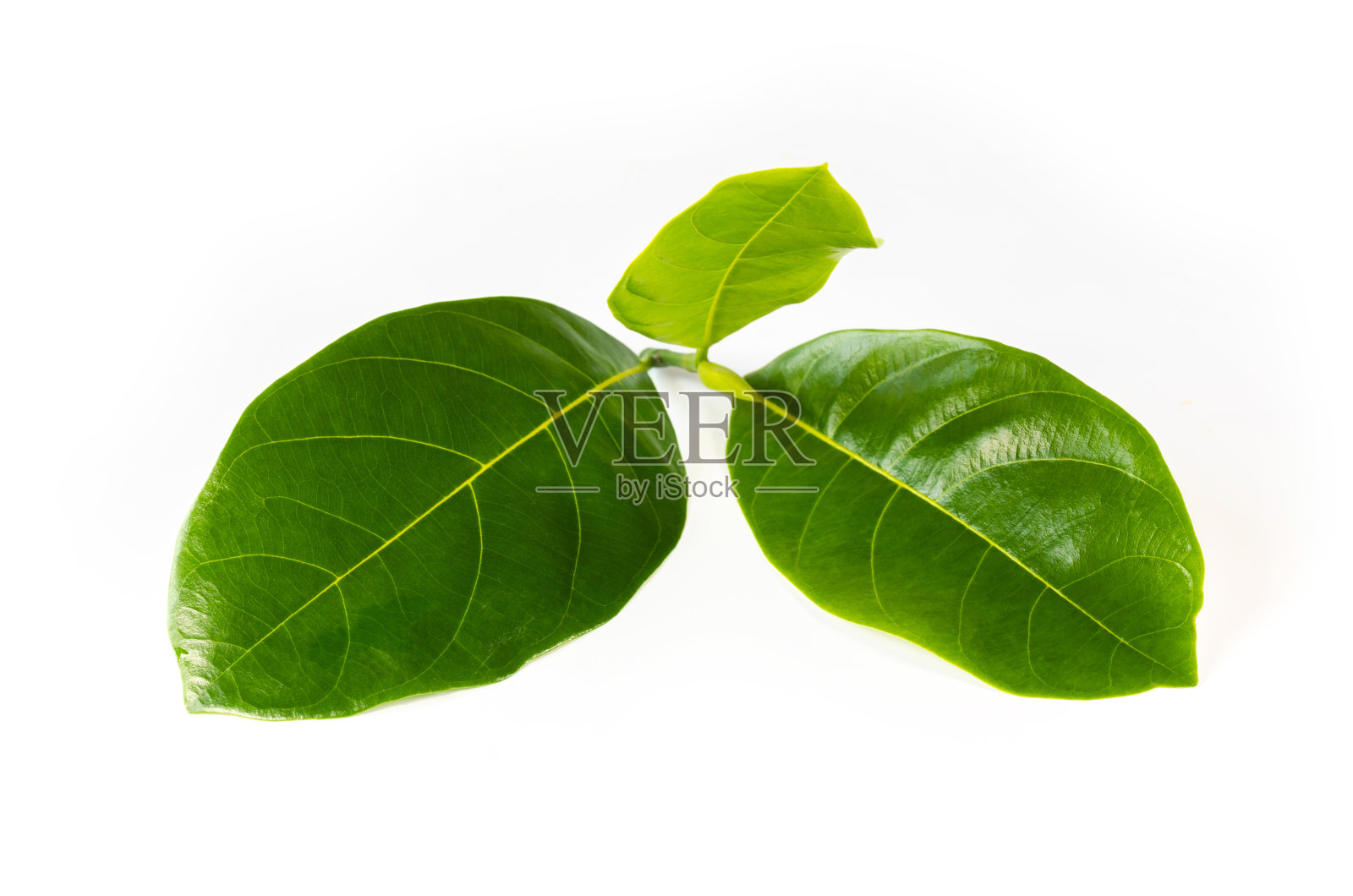 绿叶菠萝蜜在白色的背景照片摄影图片