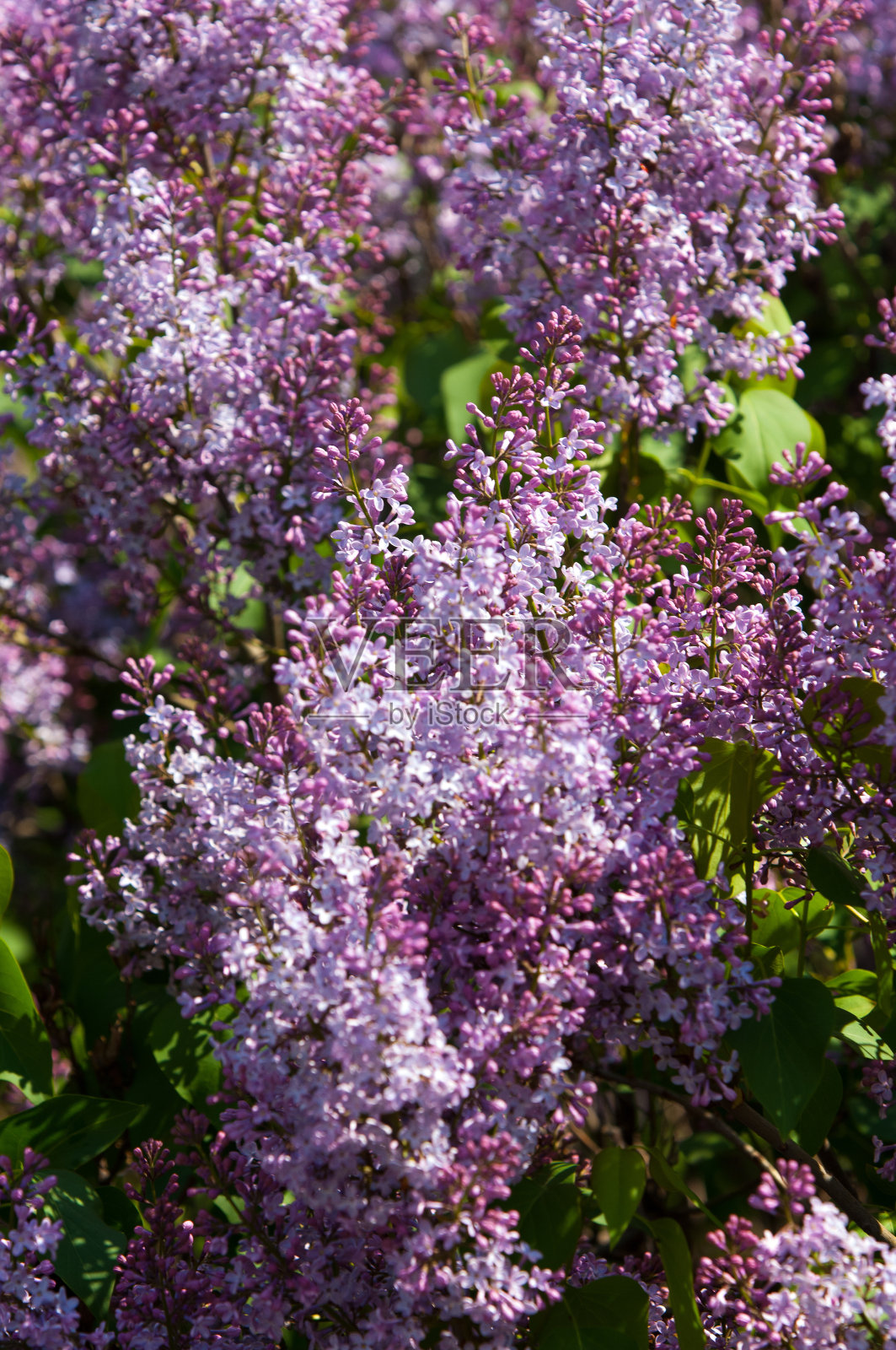 布什淡紫色照片摄影图片