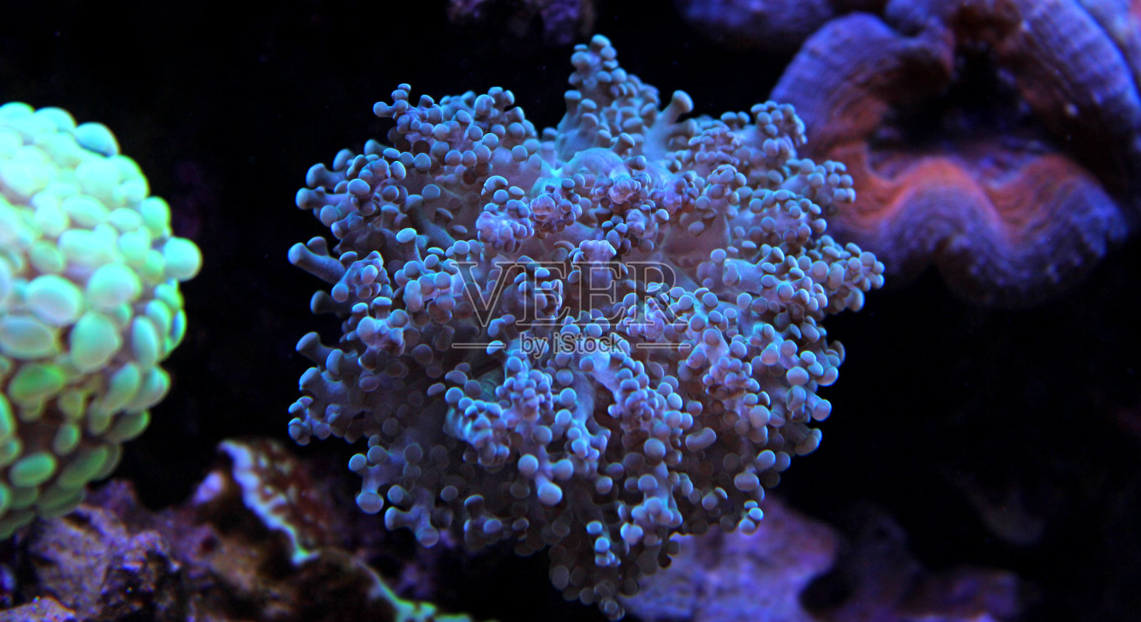 Euphyllia LPS珊瑚虫在水族馆照片摄影图片