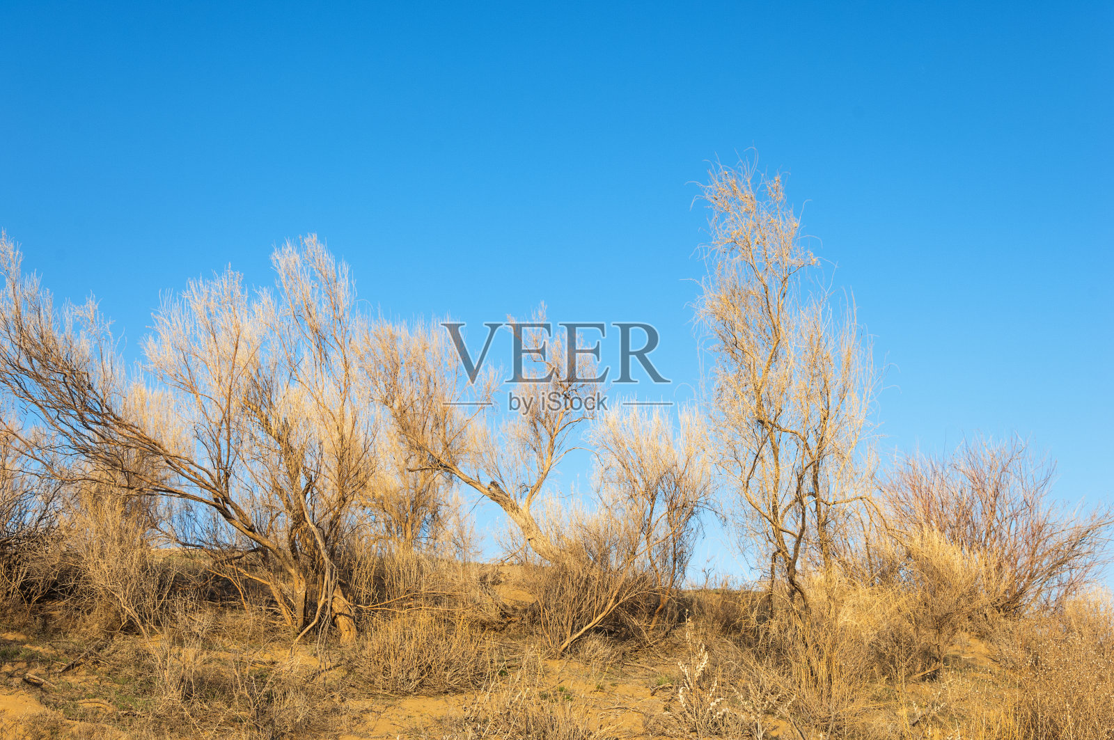 草原照片摄影图片