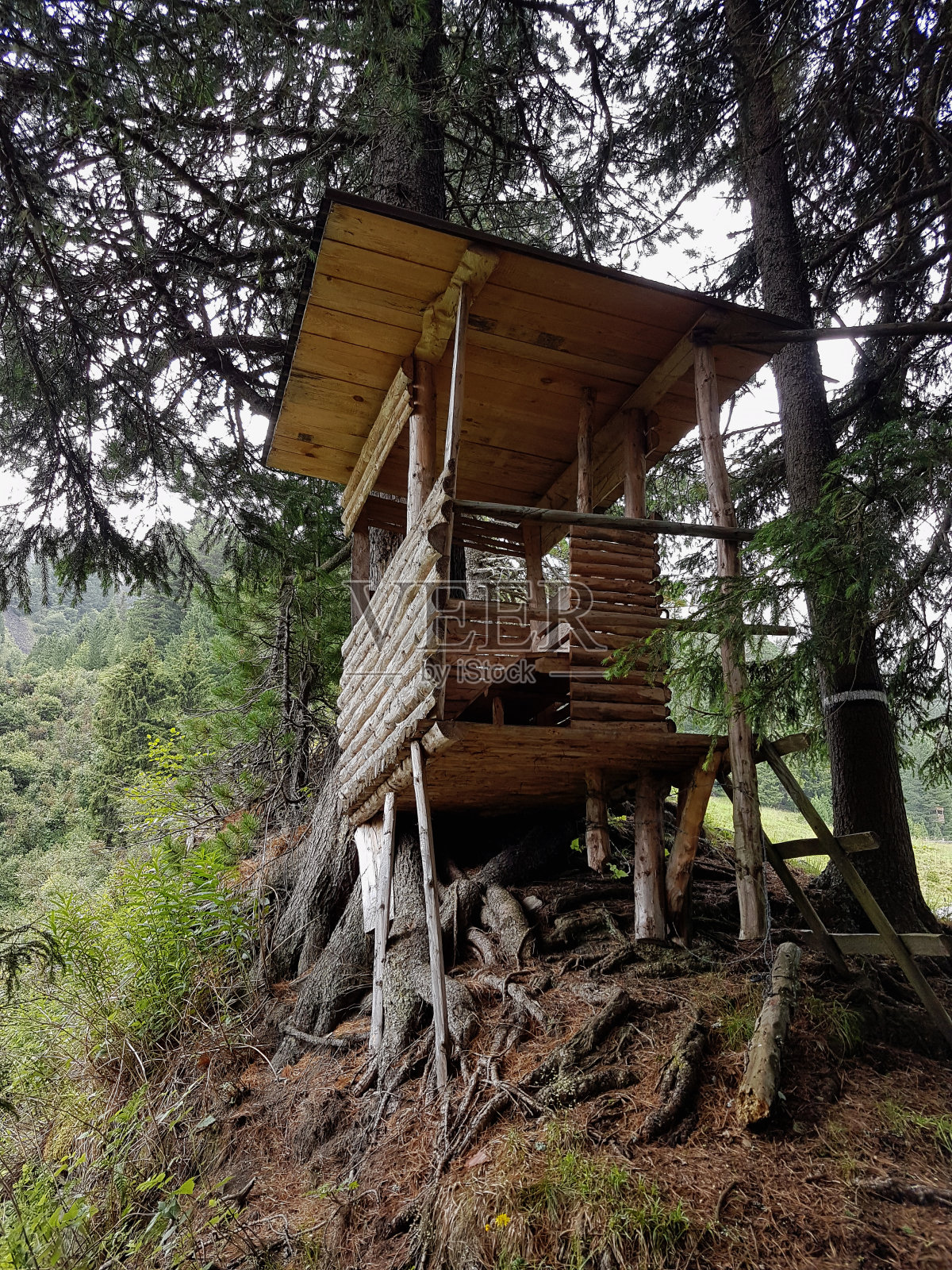 森林里的树木和植物照片摄影图片