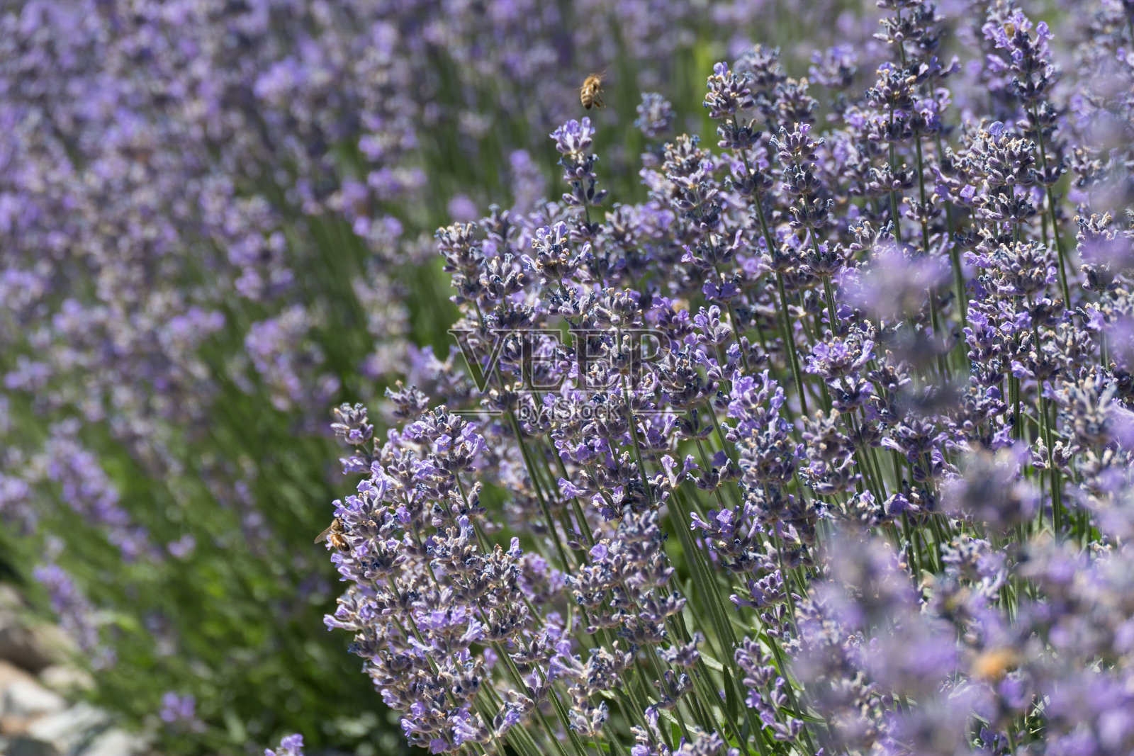 爱达荷葡萄园里的薰衣草花丛照片摄影图片
