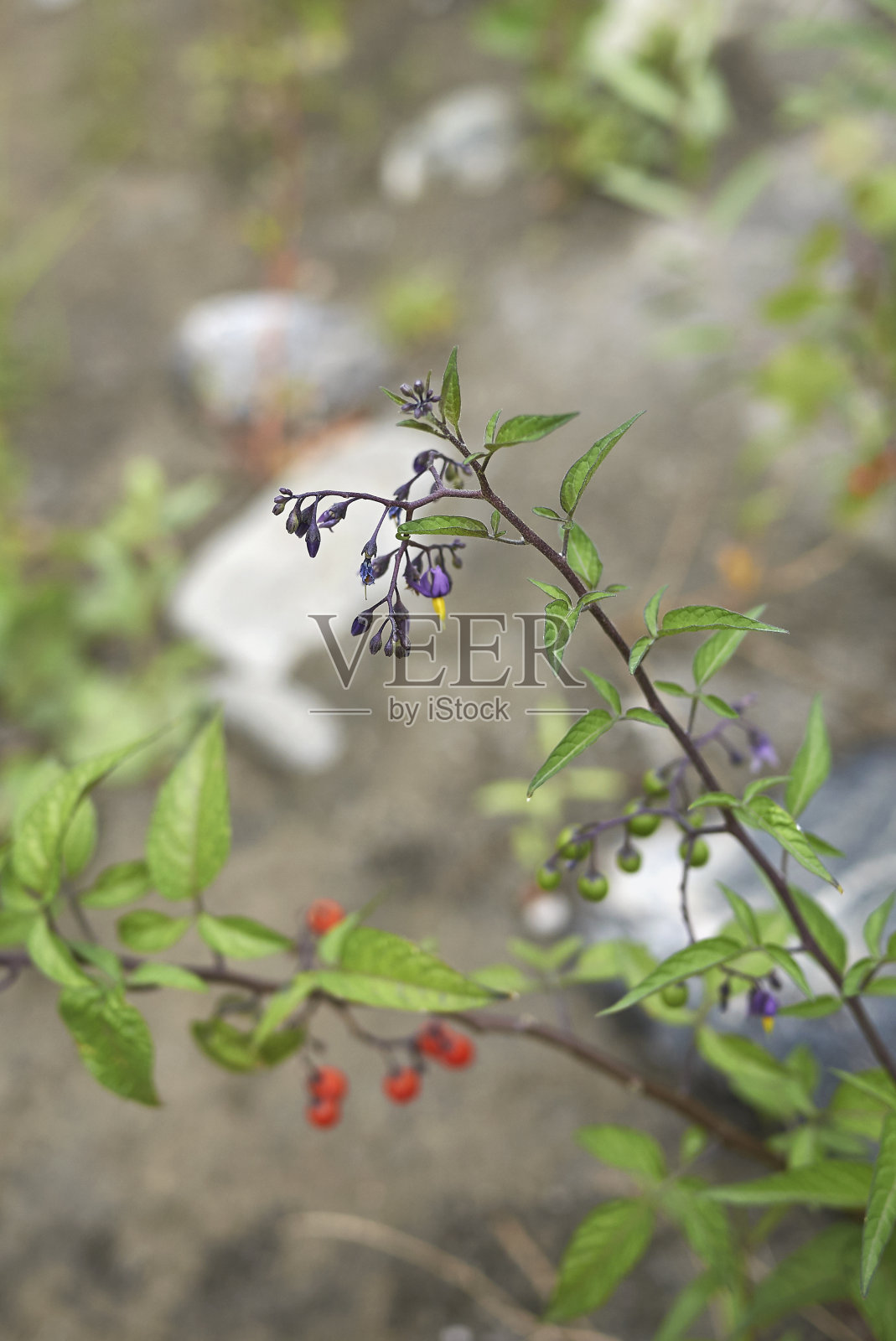 茄属植物dulcamara照片摄影图片