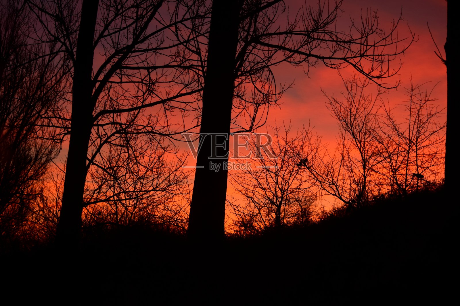 夕阳中的树照片摄影图片