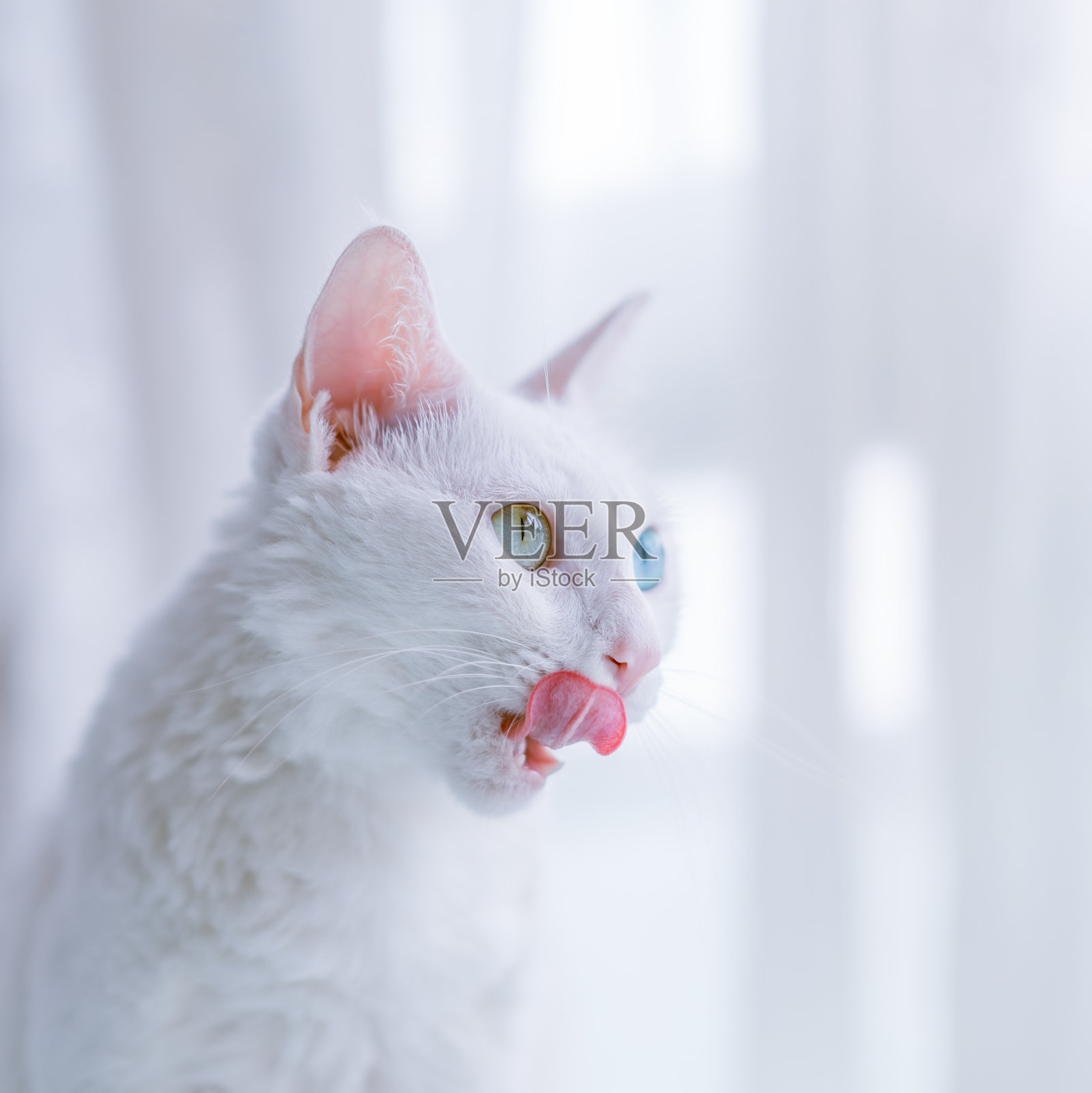 眼睛颜色不同的猫照片摄影图片