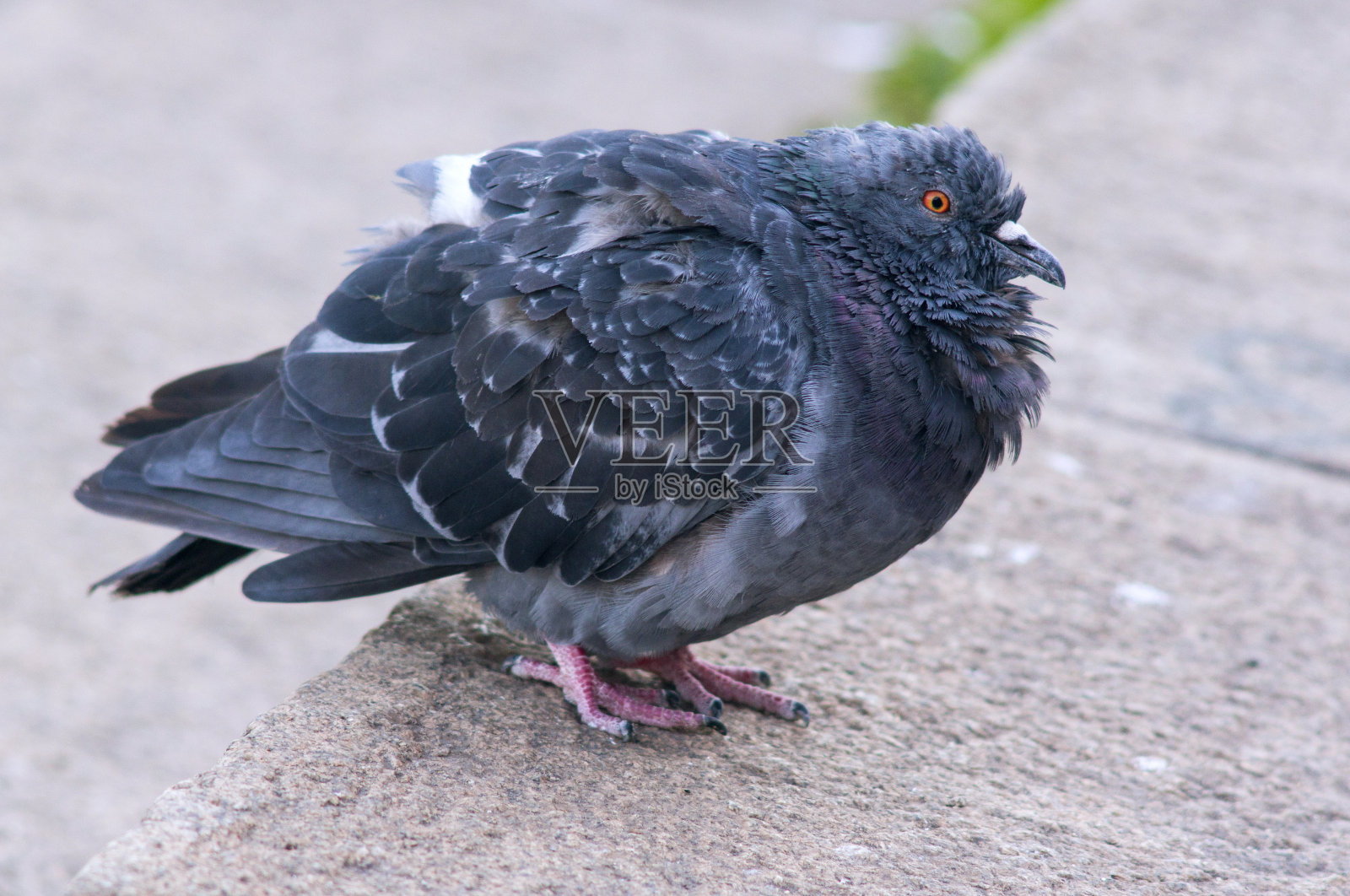 病鸽画像照片摄影图片