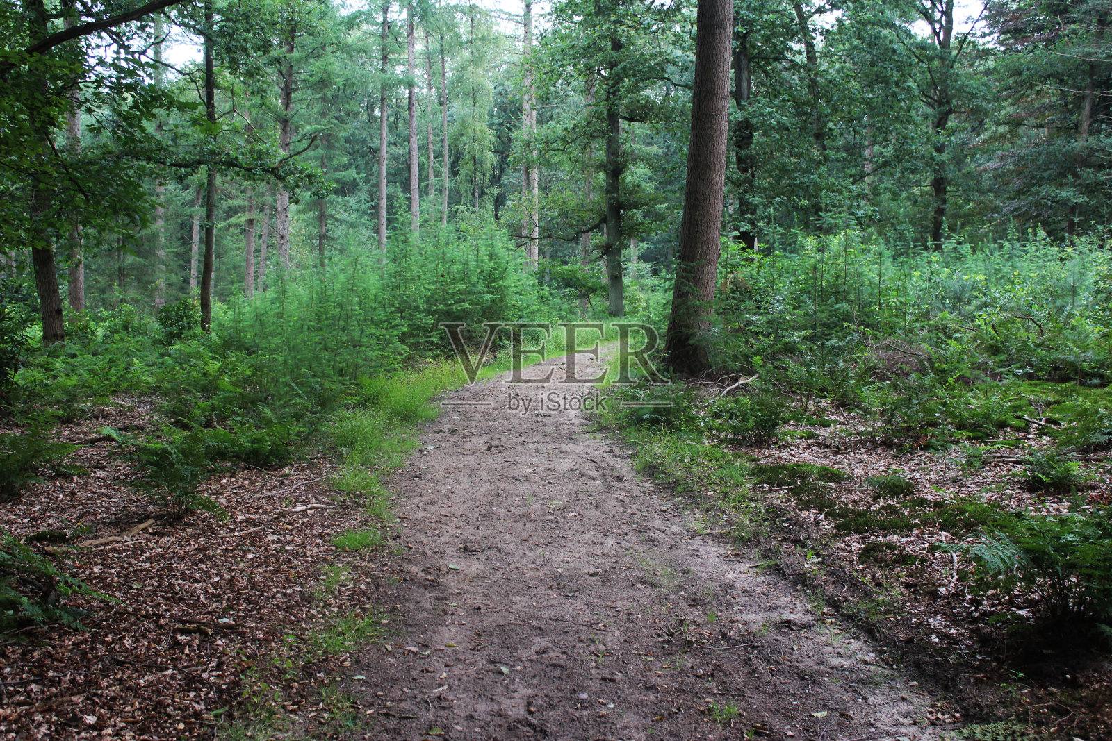 乌得勒支休韦鲁格森林照片摄影图片