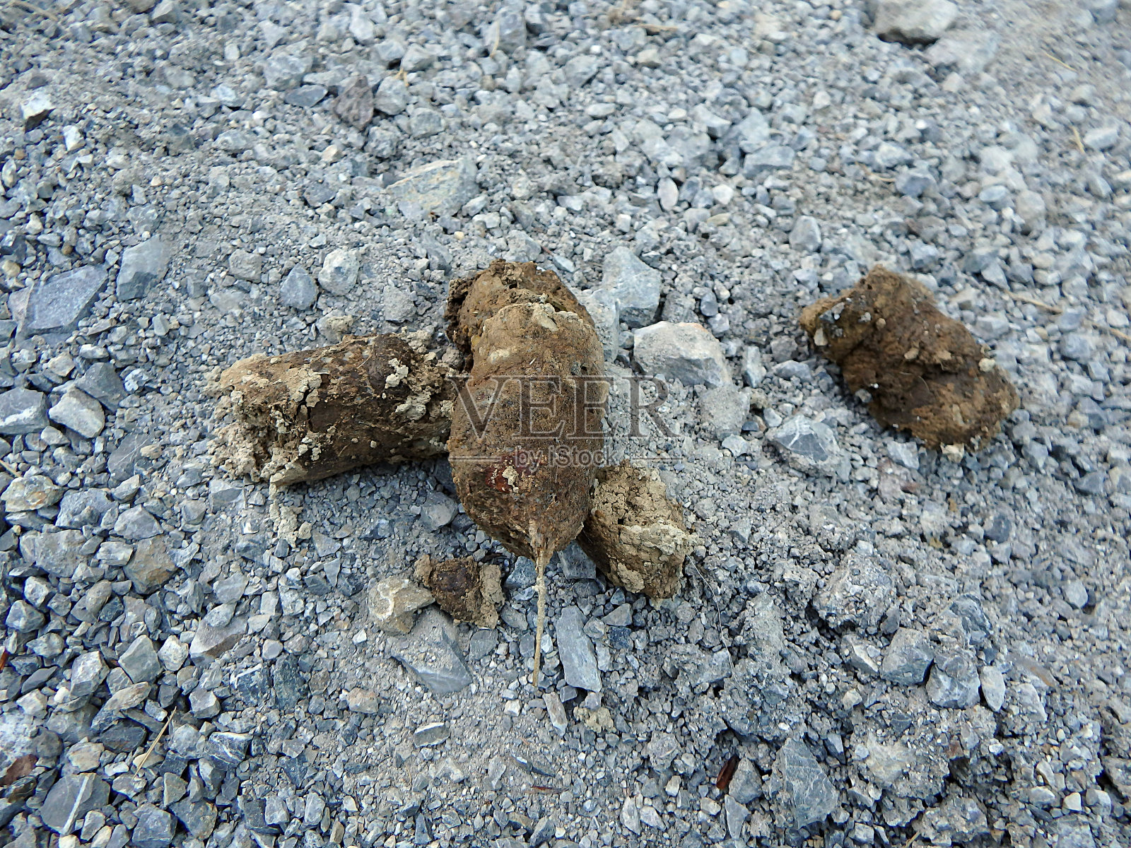 森林里的粪便照片摄影图片