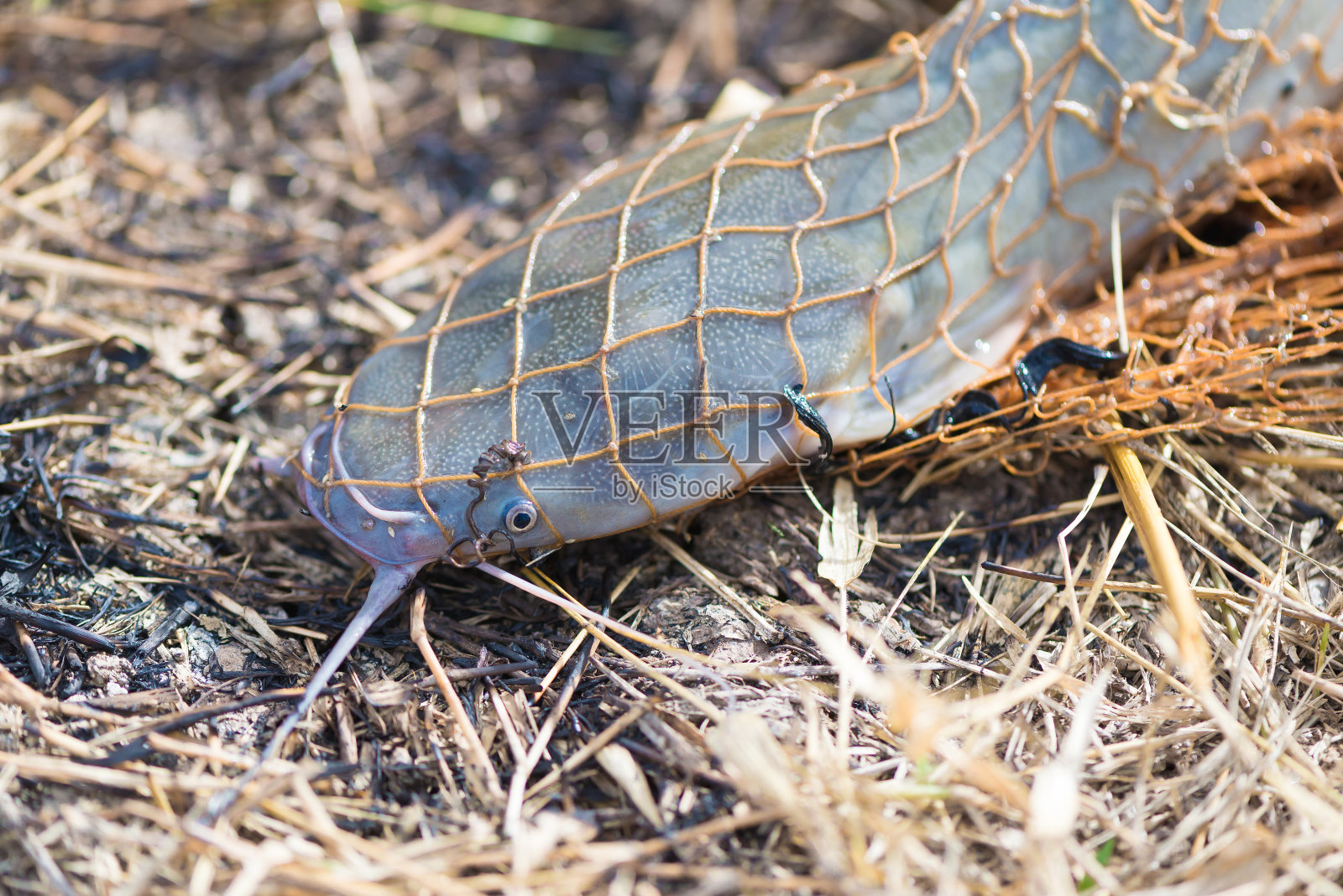用渔网捕鱼。的动物。照片摄影图片