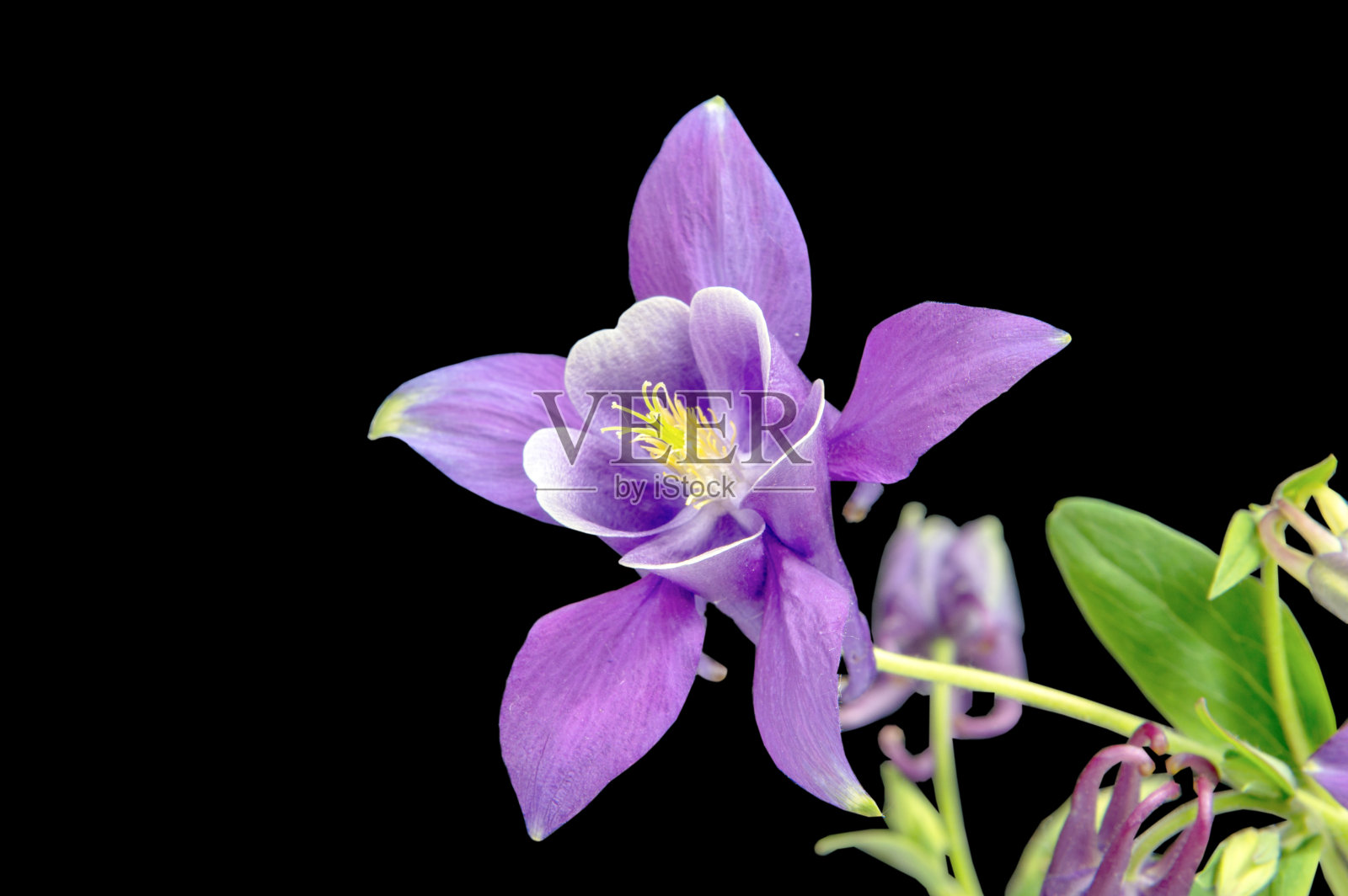 美丽的雏菊花孤立在黑色的背景照片摄影图片