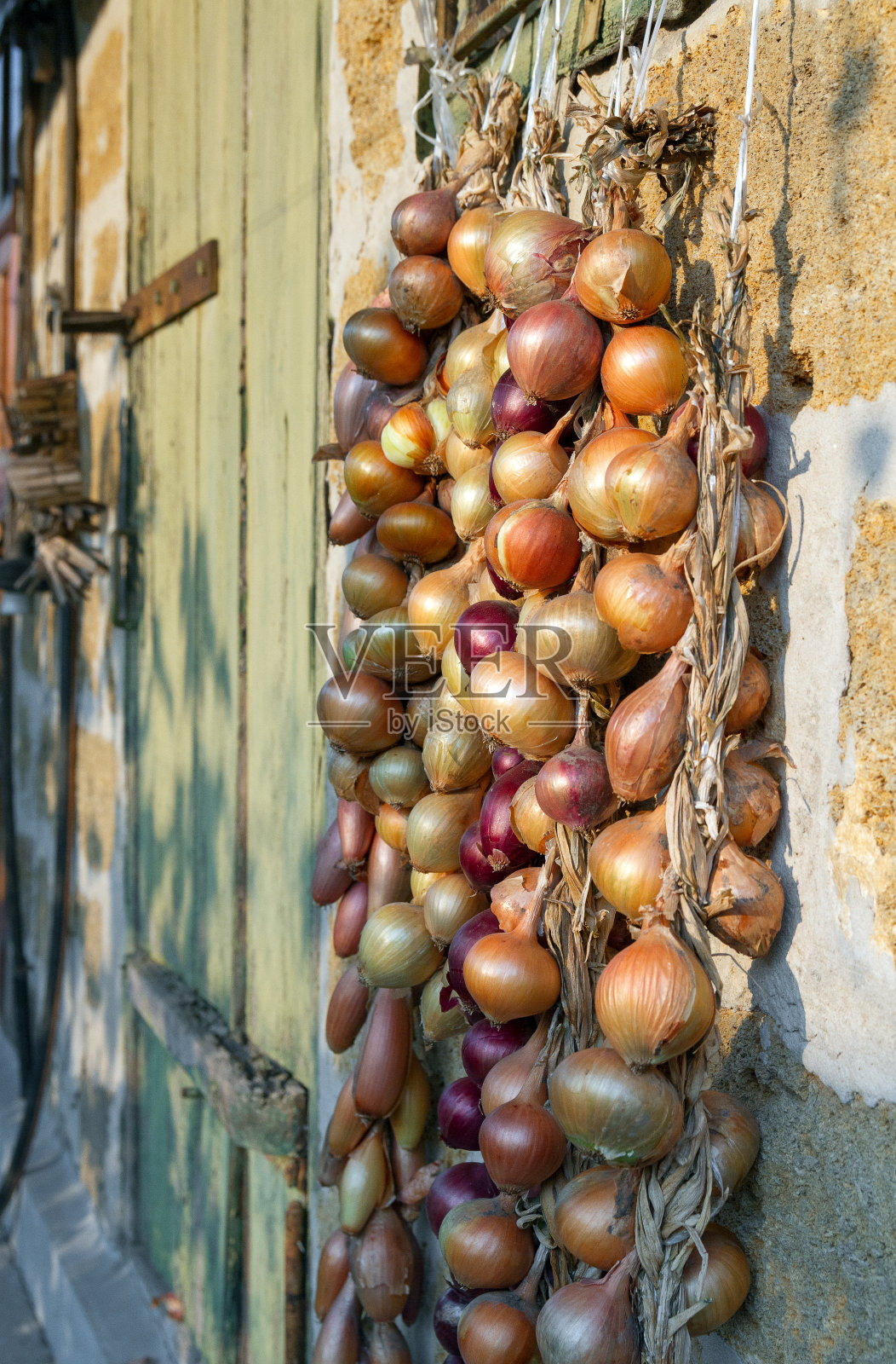 成熟的洋葱果实捆扎成束照片摄影图片