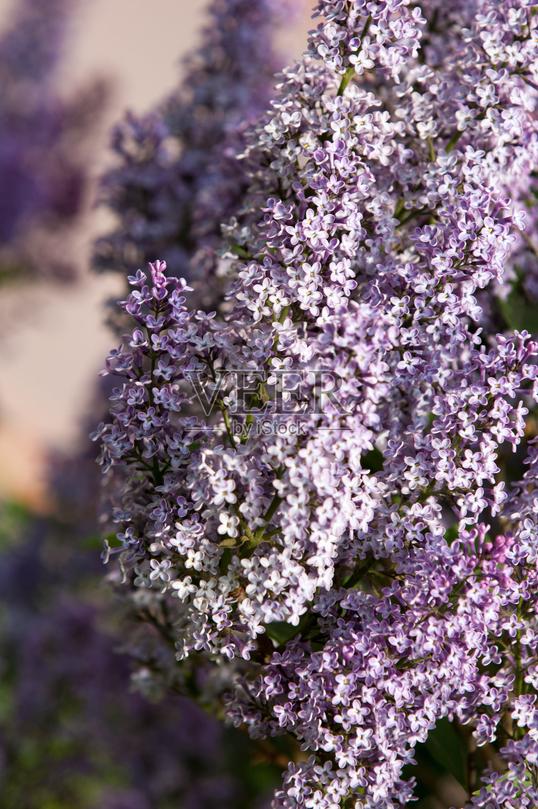 紫丁香在春天生长照片摄影图片