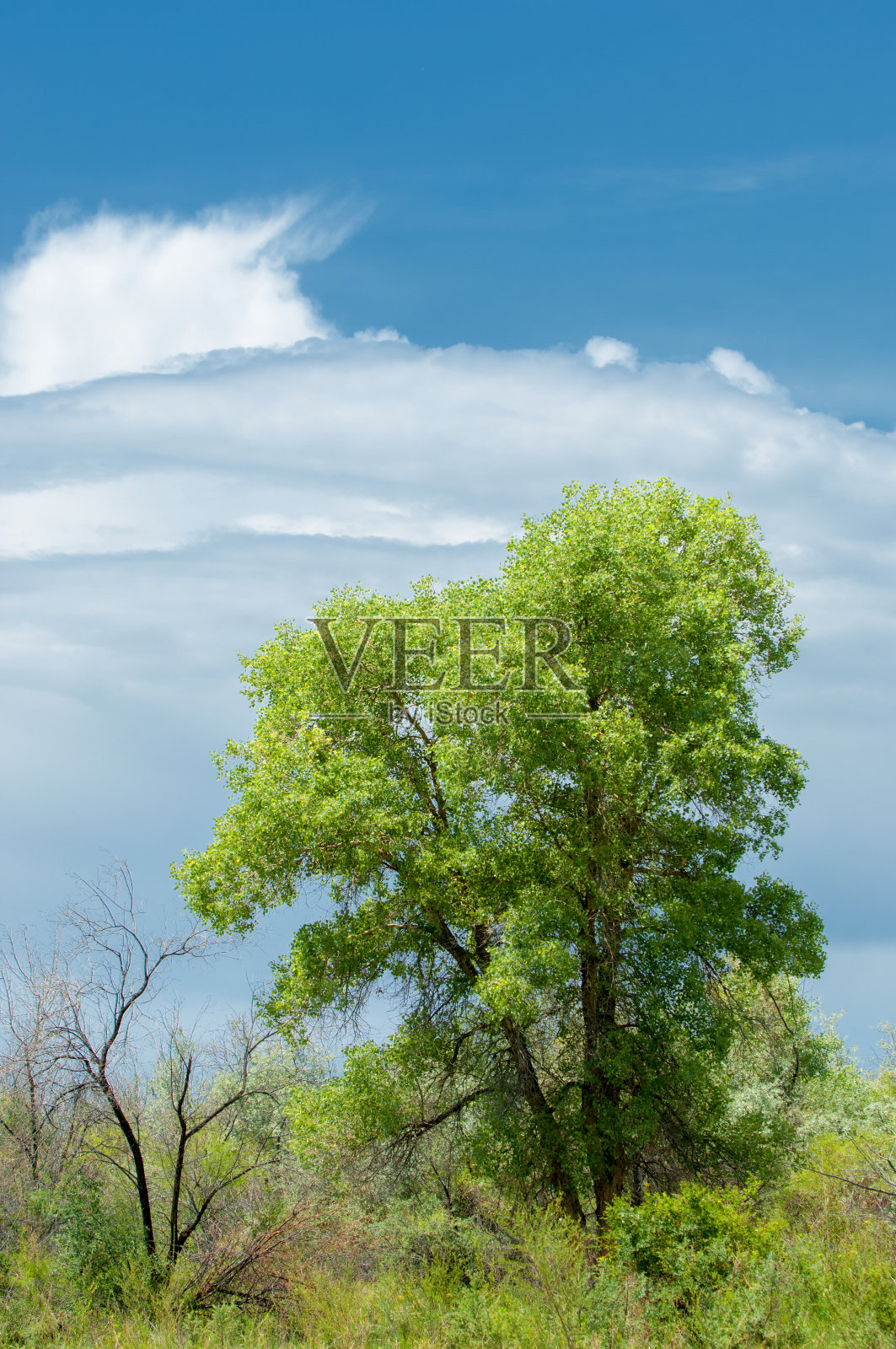 草原沙哈萨克斯坦。沙漠里的春天。伊犁河的三角洲照片摄影图片