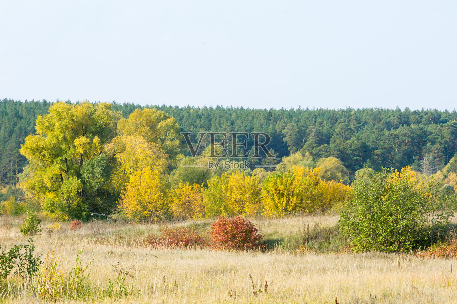 秋天，秋天，树叶落下，树叶落下照片摄影图片