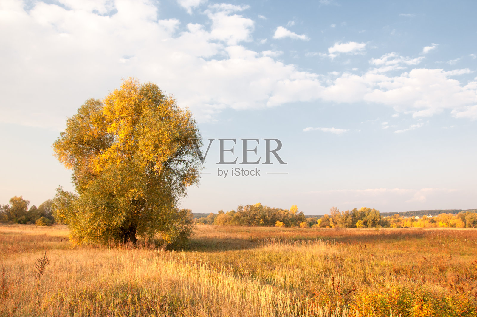 秋天，秋天，树叶落下，树叶落下照片摄影图片