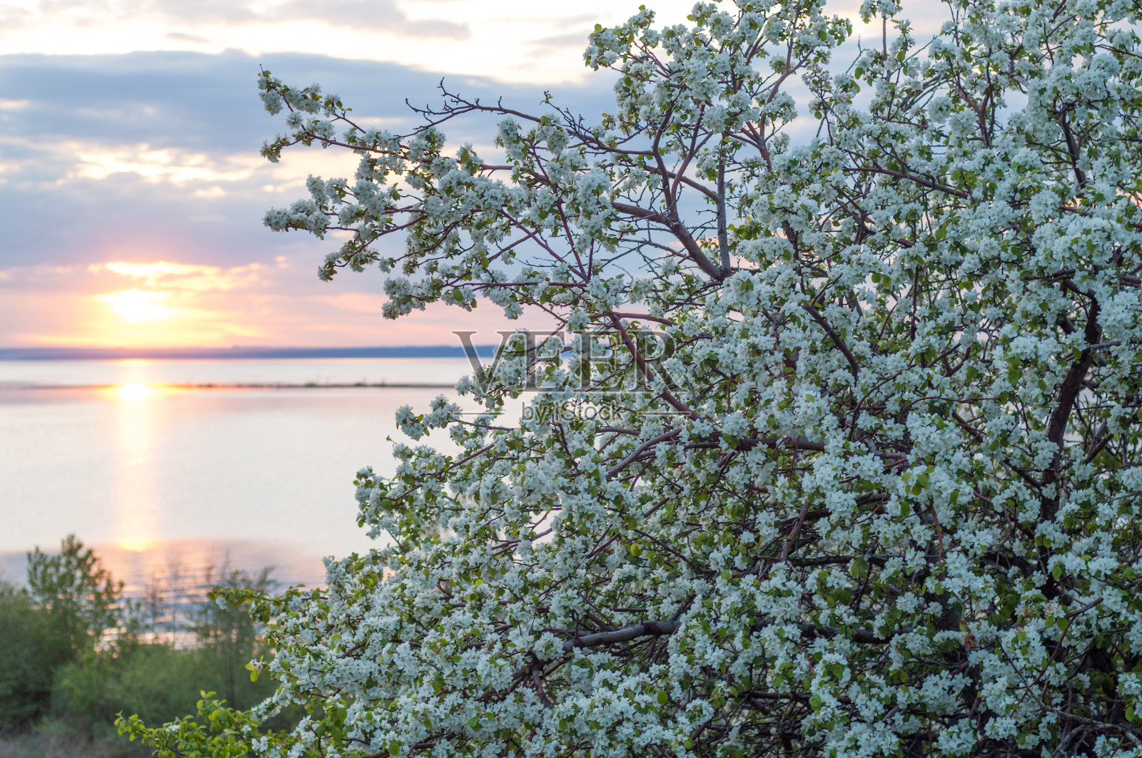 苹果的花照片摄影图片