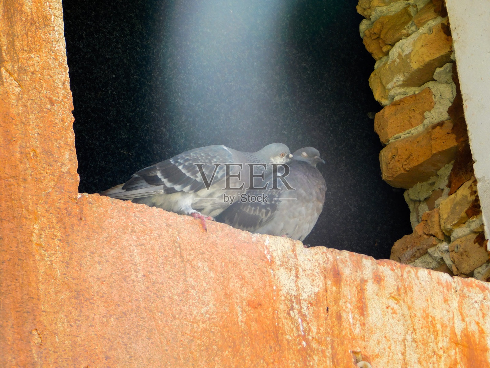 喜欢鸽子照片摄影图片