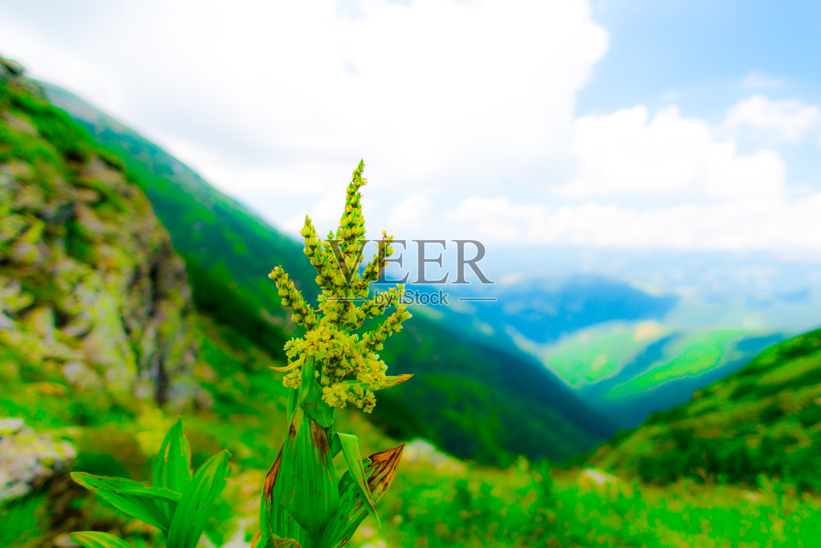 美丽的花朵照片摄影图片