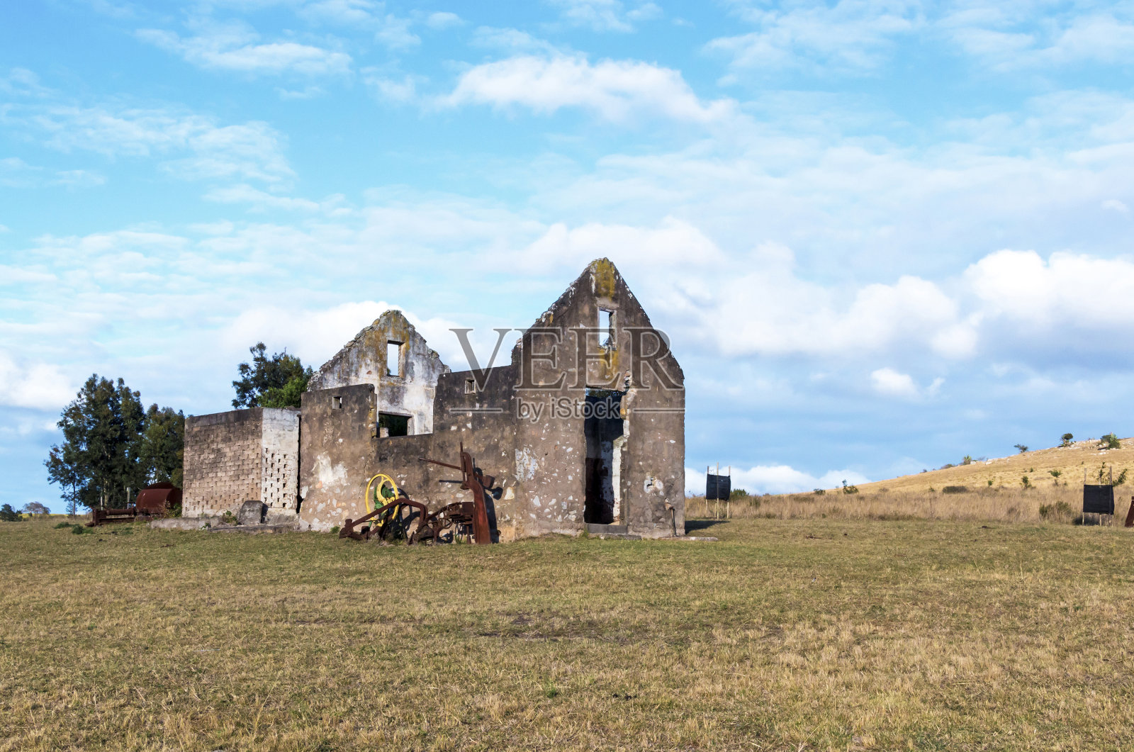 蓝天下的芦荟植物和冬季草原照片摄影图片