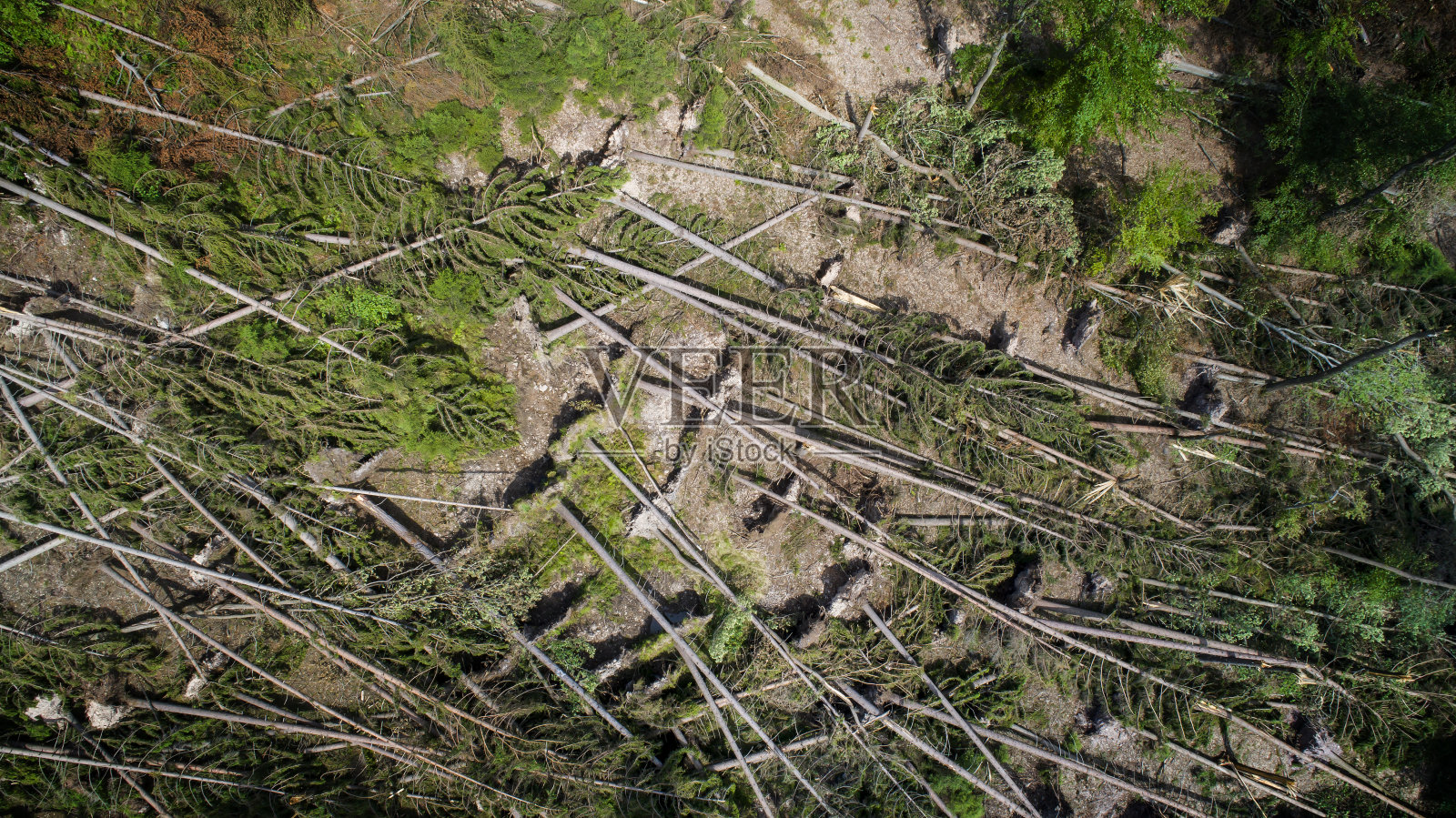 风暴对森林的破坏照片摄影图片
