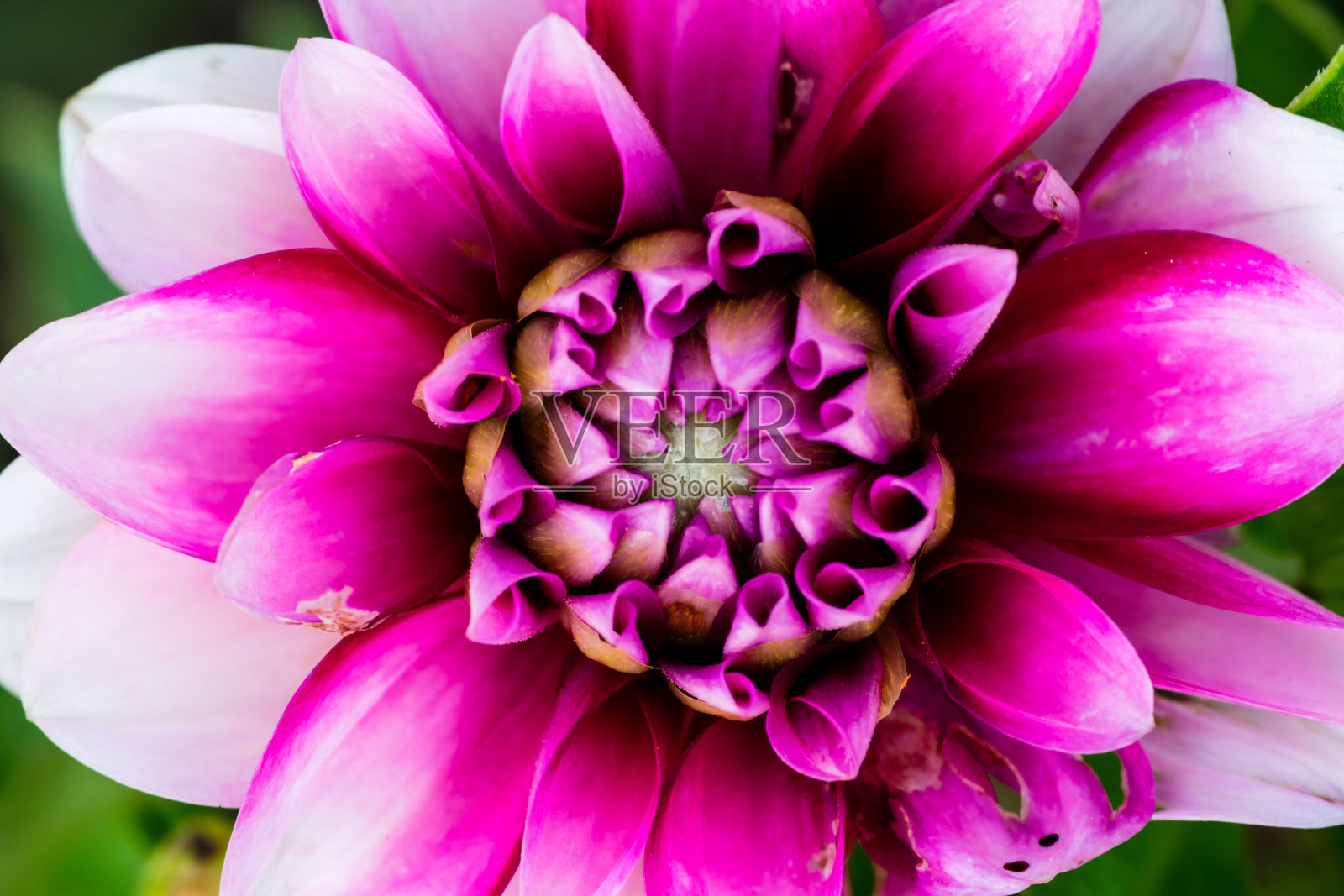 微距拍摄的一朵花照片摄影图片