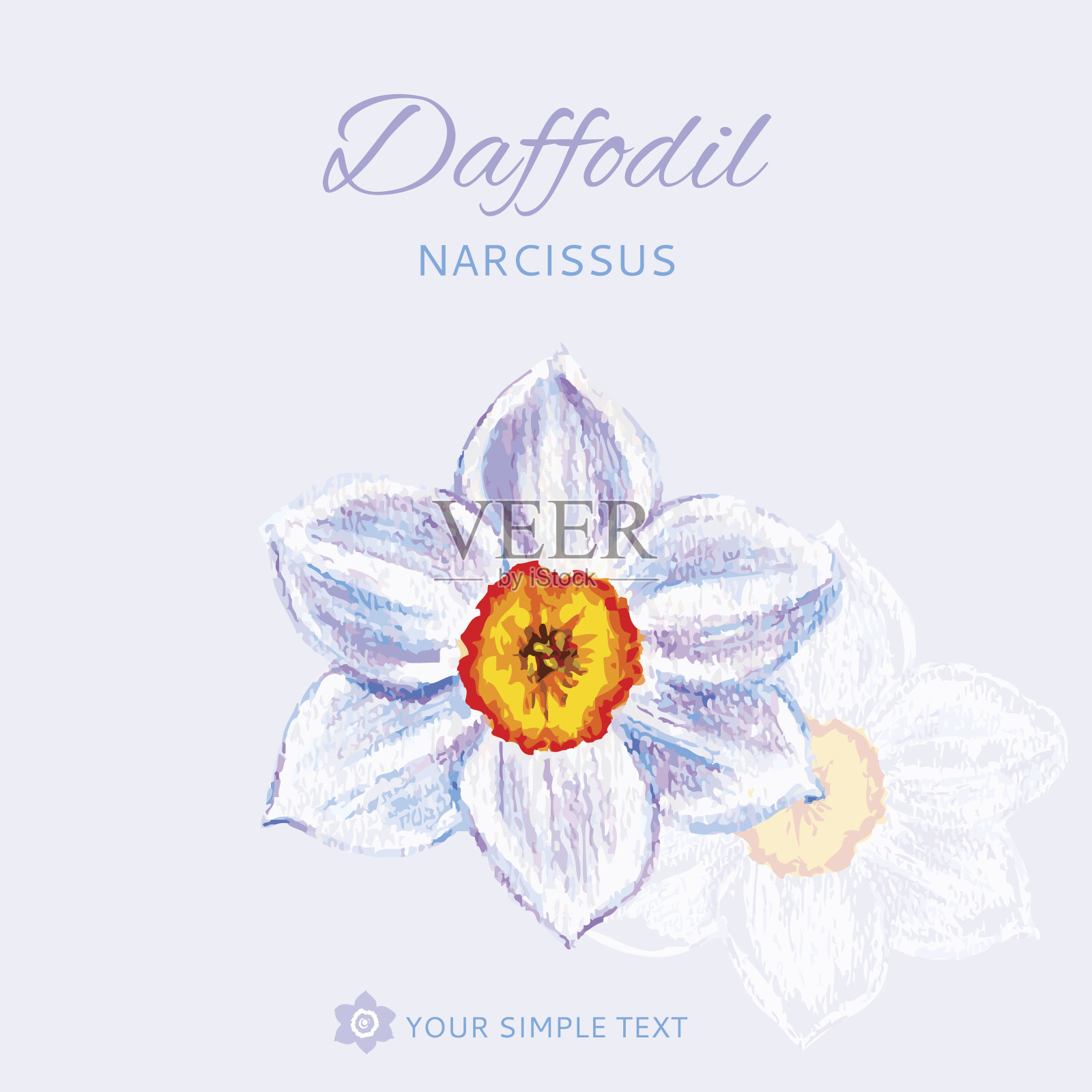 浅色背景上的水彩水仙花插图，装饰绘画纹理，手绘矢量框架，适用于包装、标签、化妆品、贺卡、婚礼请柬插画图片素材