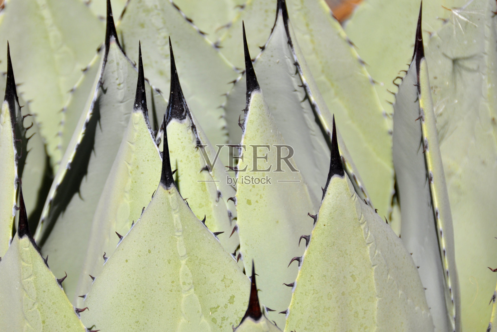 龙舌兰照片摄影图片