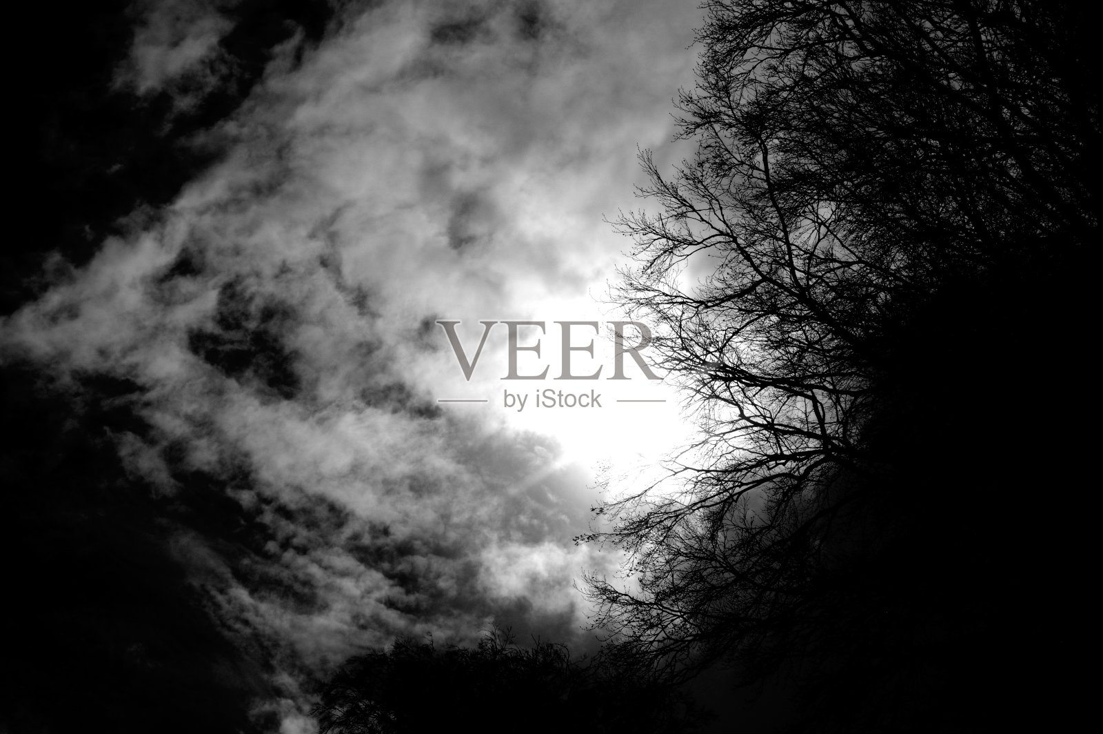 树枝照片摄影图片