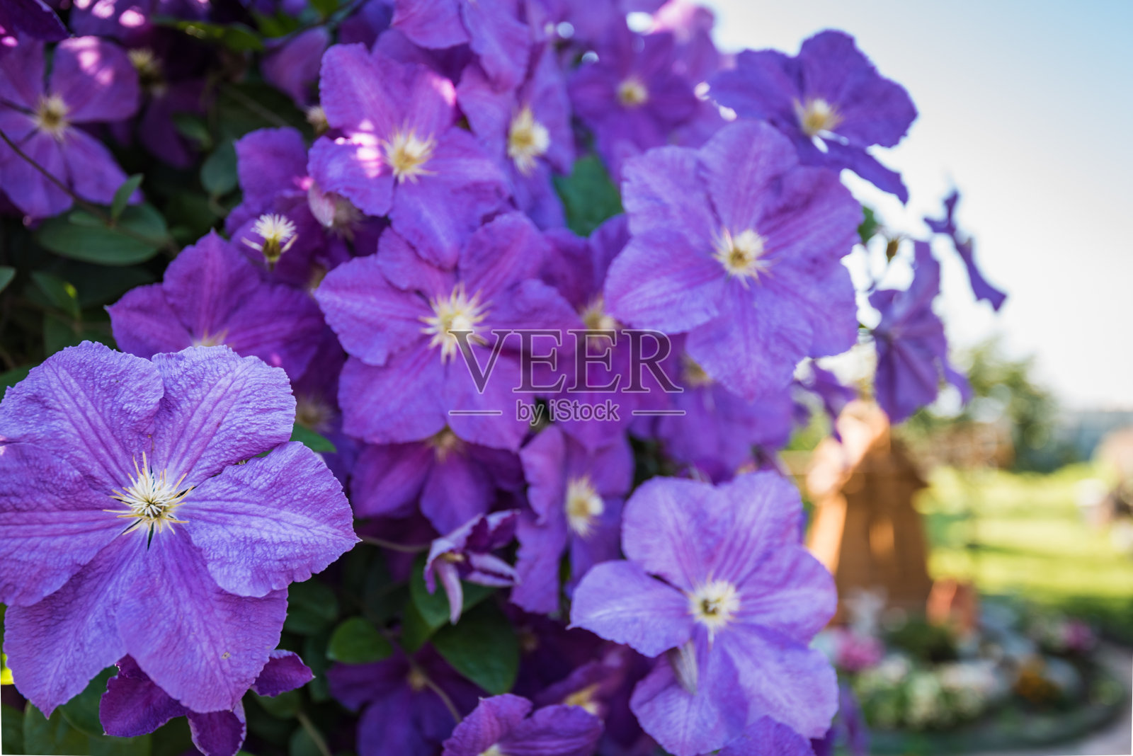 klimatis紫色的花照片摄影图片