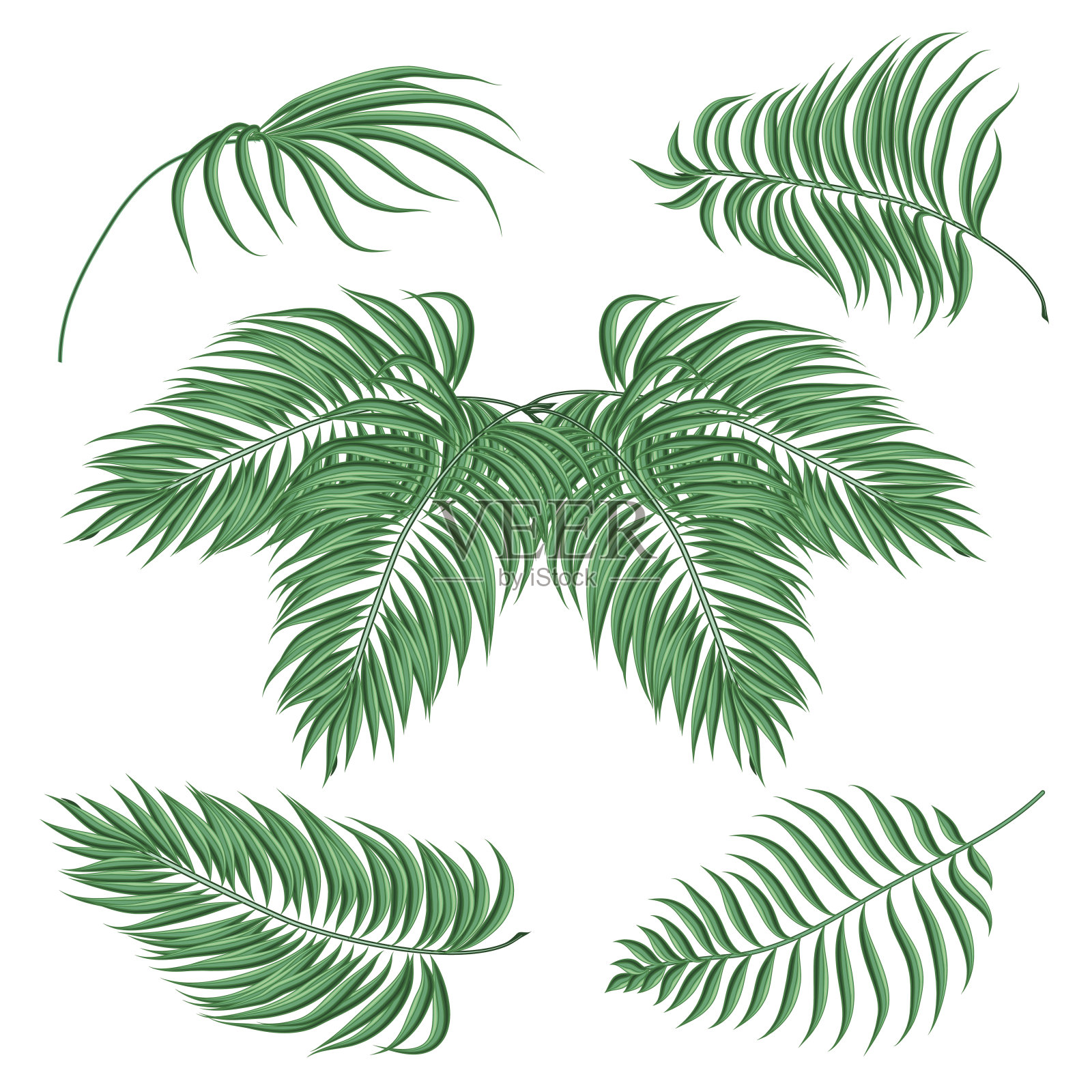 棕榈叶设计元素图片