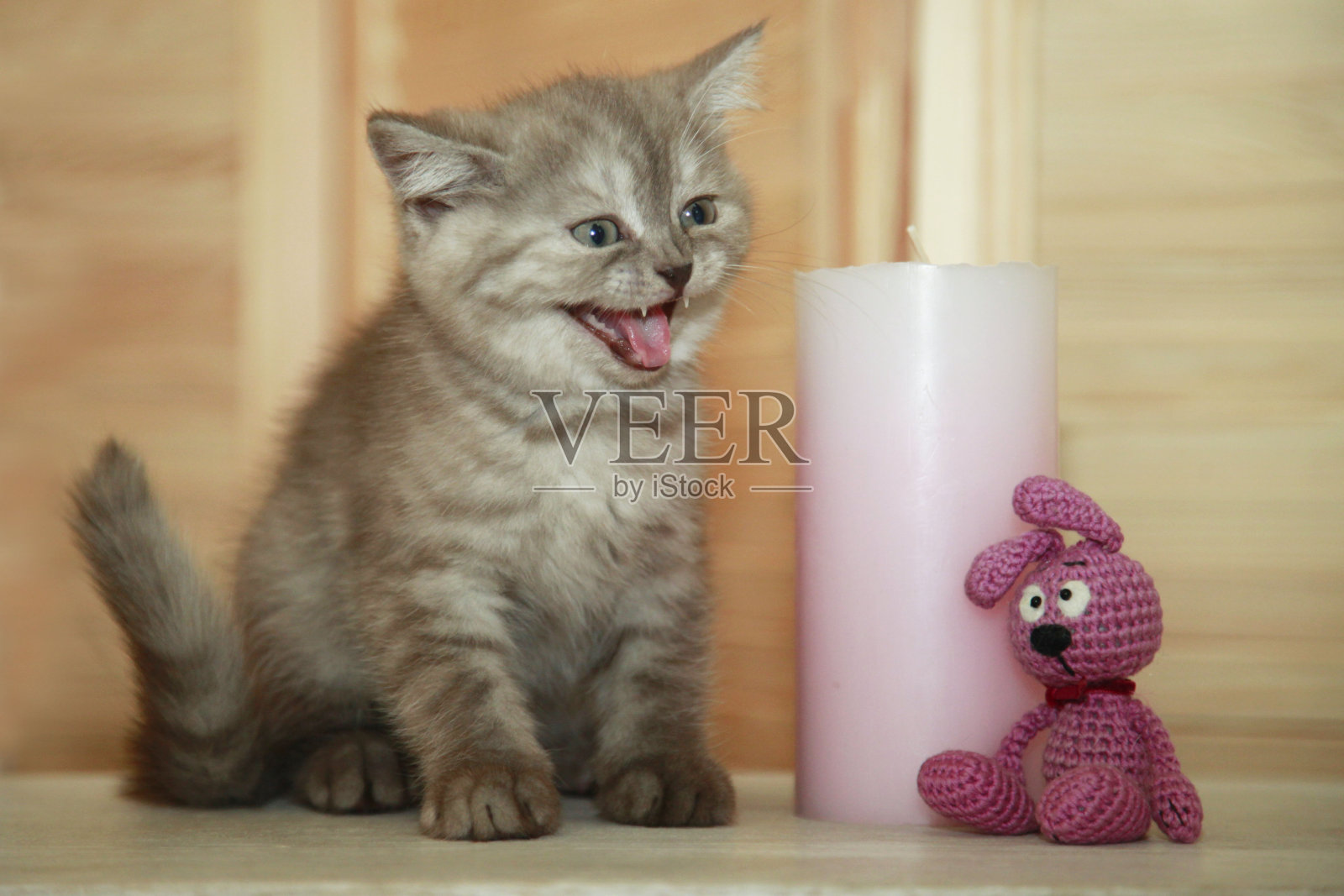 毛茸茸的猫照片摄影图片