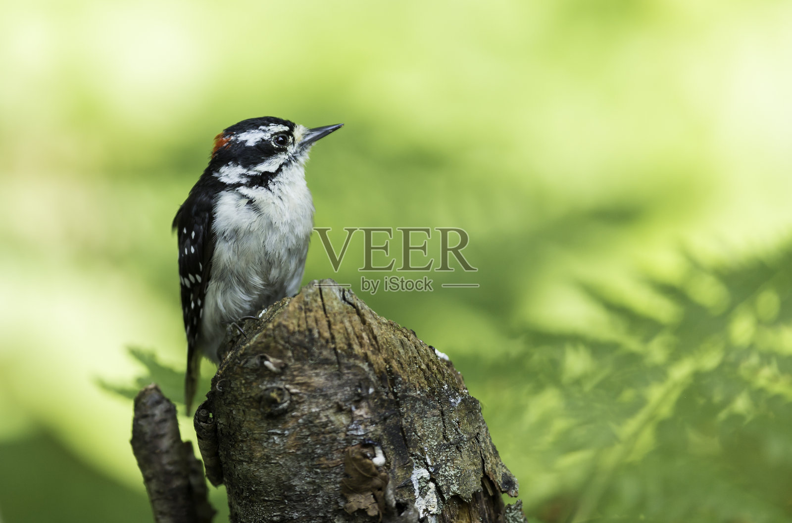 多毛的啄木鸟。照片摄影图片