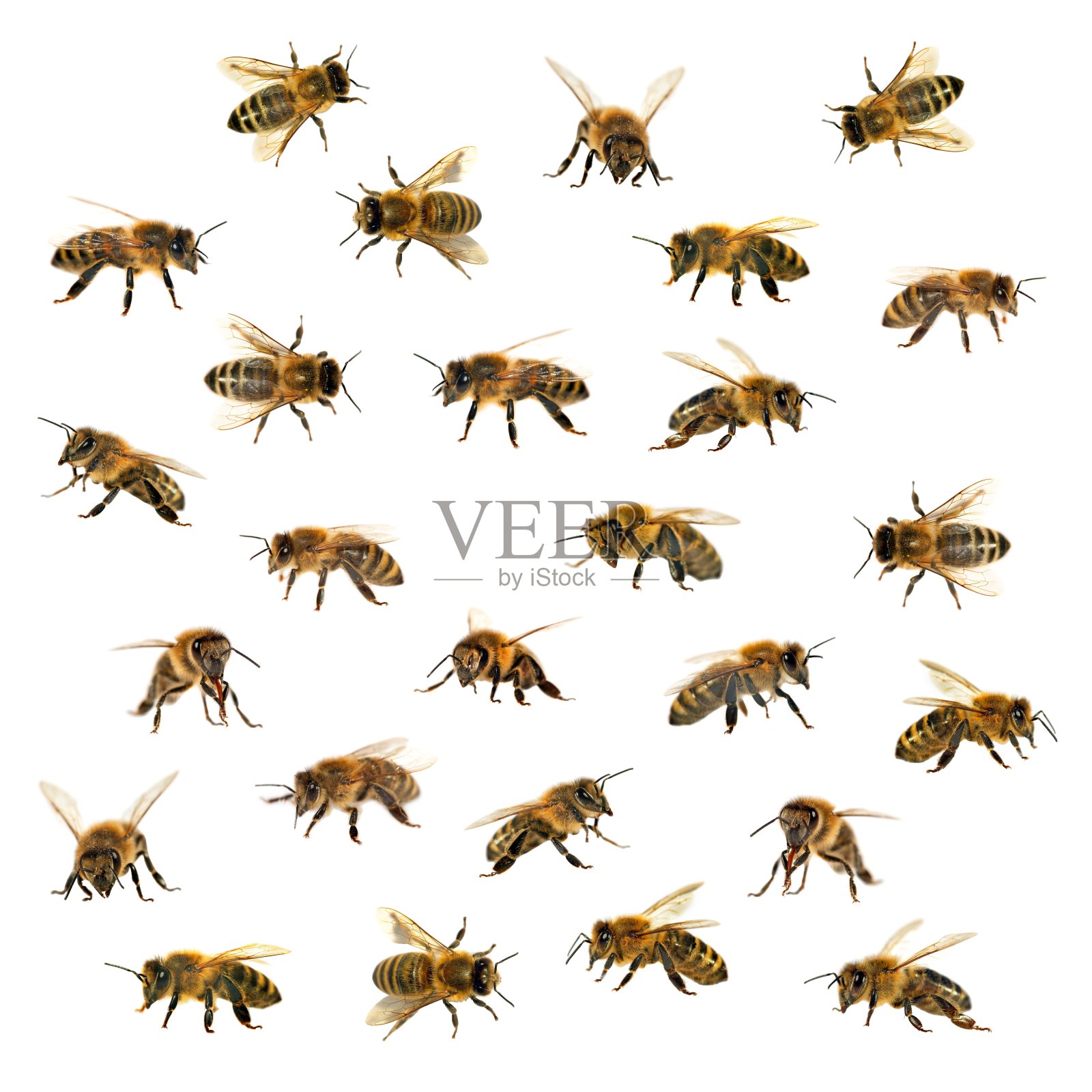 一群蜜蜂或白色背景上的蜜蜂，称为蜜蜂照片摄影图片