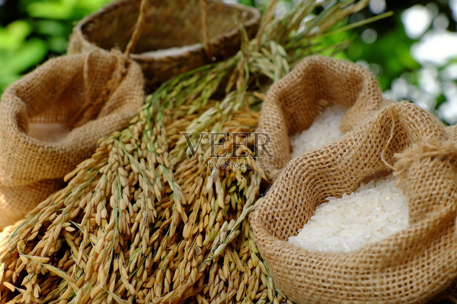 一捆稻谷照片摄影图片